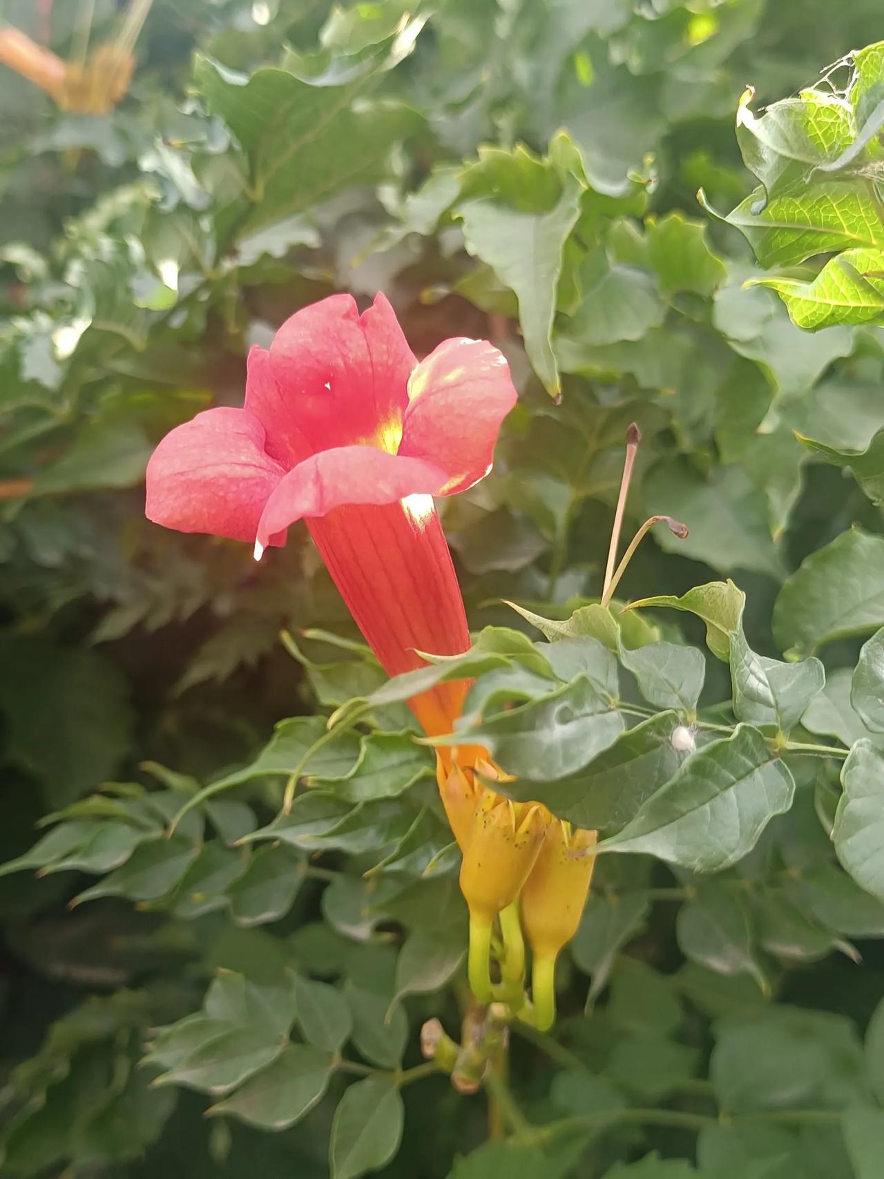 #晒一晒你拍的凌霄花#