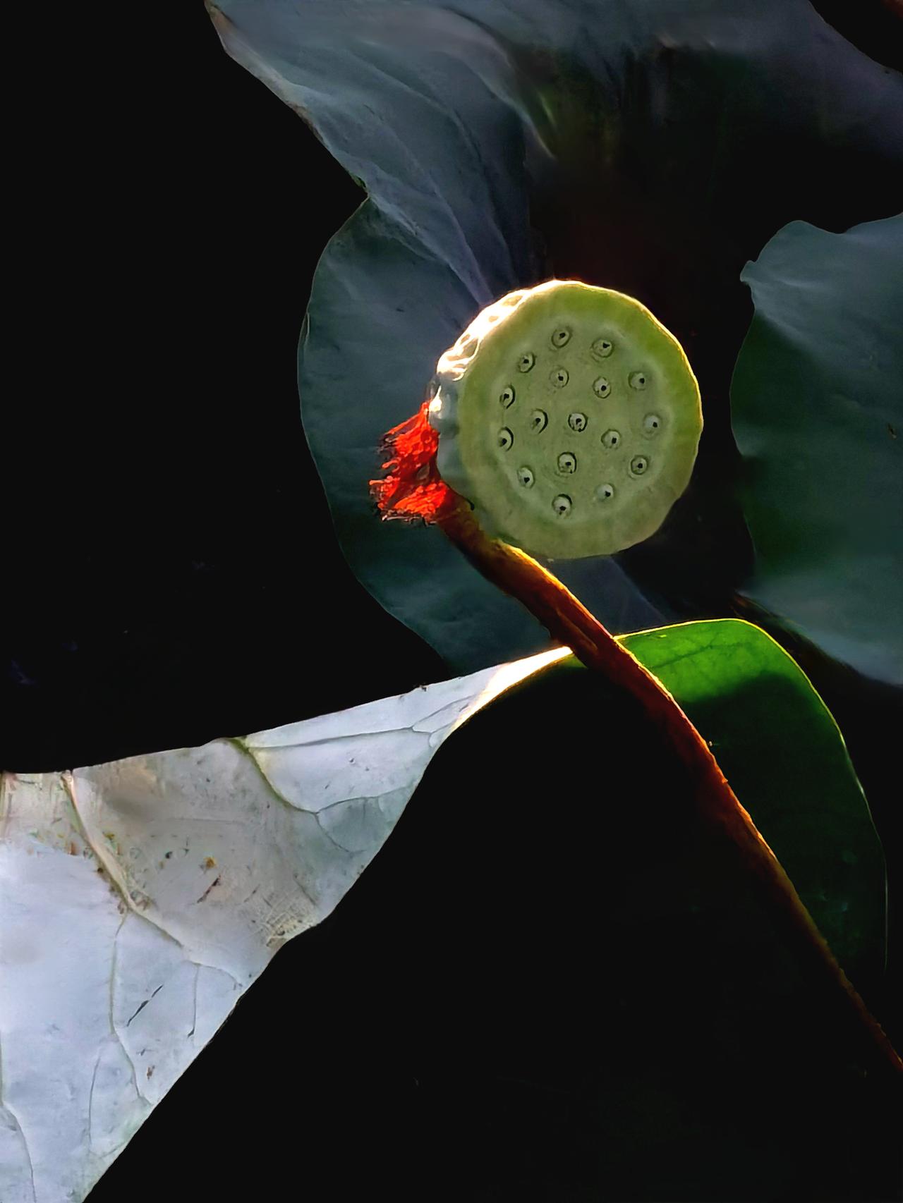 洋泾湖莲蓬莲蓬 莲蓬拍照