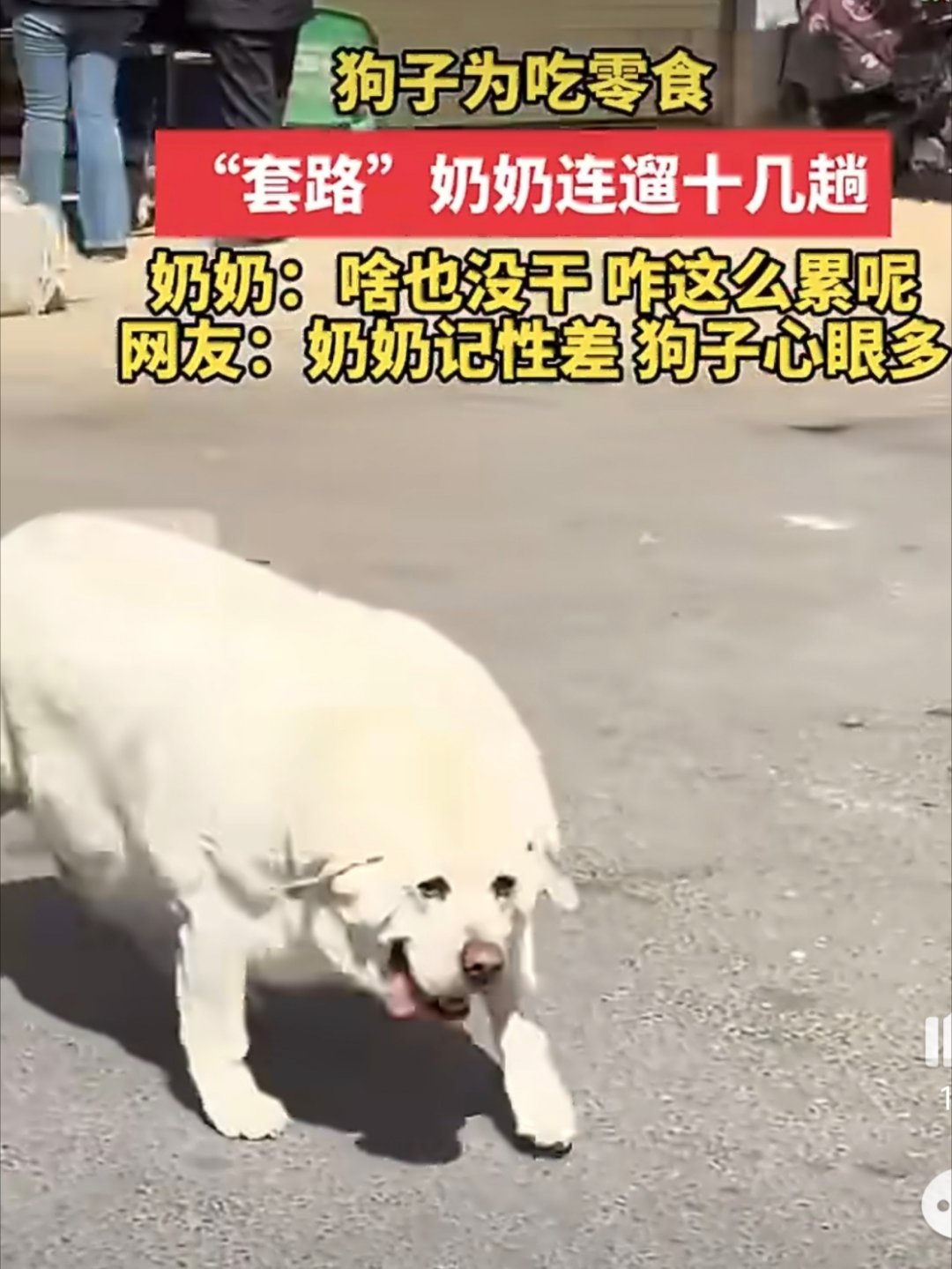 狗子为吃零食套路奶奶连遛十几趟狗狗一天遛十几次还这么胖