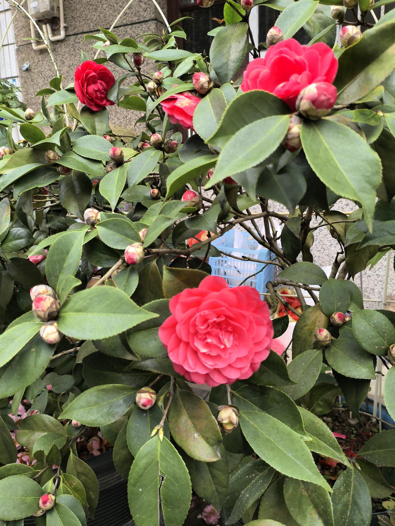 上联：绿叶重重美，请下联红花朵朵娇