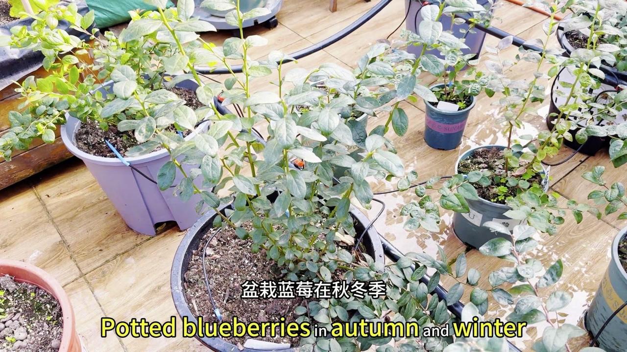🍃盆栽蓝莓秋冬养护，做好这2步，来年硕果累累！
最近发现家里的蓝莓长得参差不齐