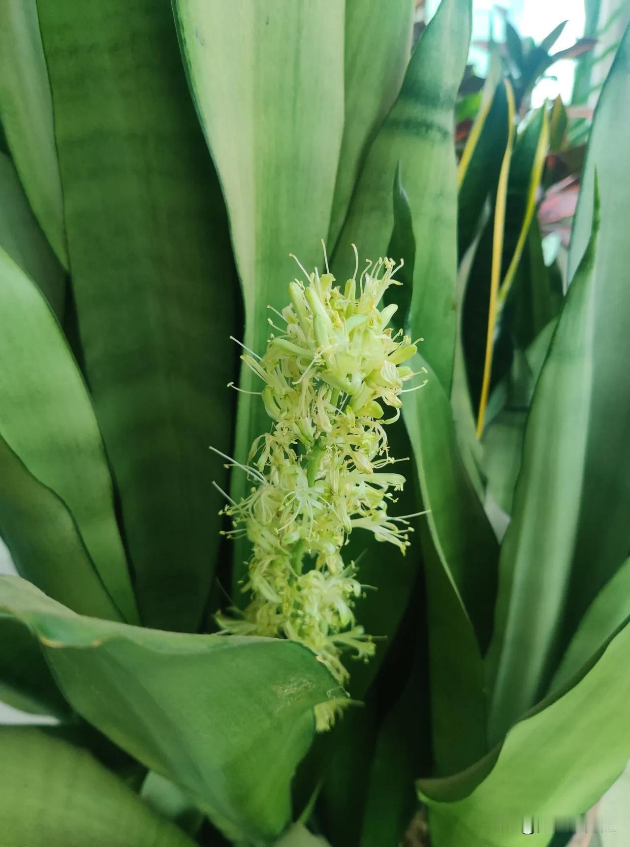 #秋日生活记录#大家看到过虎皮兰开花吗？家里多年养的虎皮兰突然开花了，给大家拍了