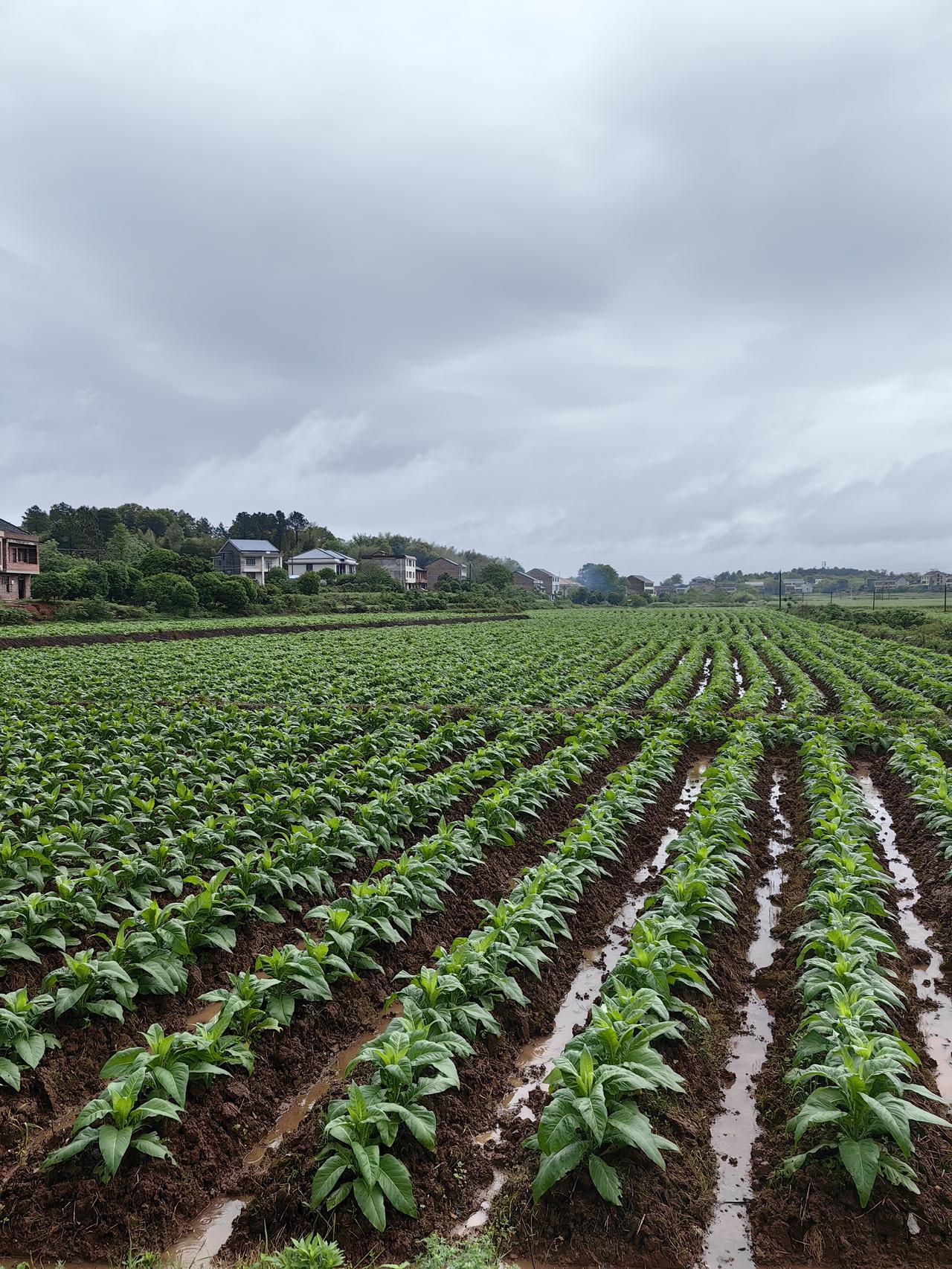 在湖南农村看到的，有人知道这是什么吗？
听老家人说，每年种个五六十亩这个东西，可