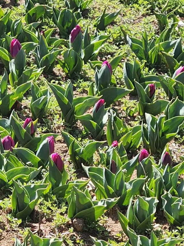 中山公园的郁金香开花了，色彩丰富而鲜艳！
在中山公园的小溪旁，裁满了许多层次的郁