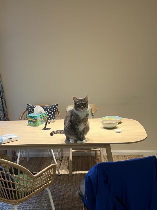 猫有眉毛