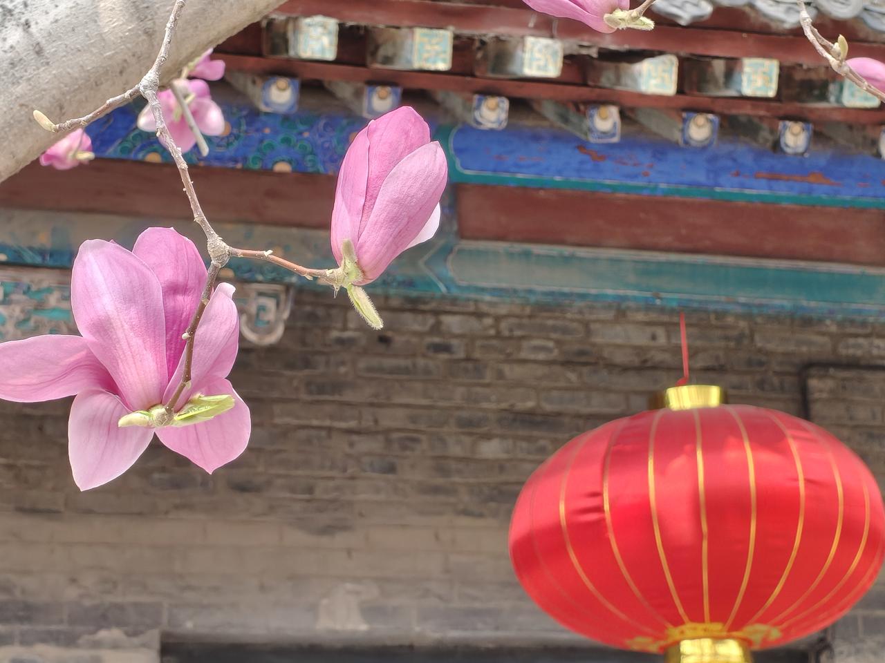 玉兰盛开春拂面
     春光明媚把家还
     不是游子不思乡
      