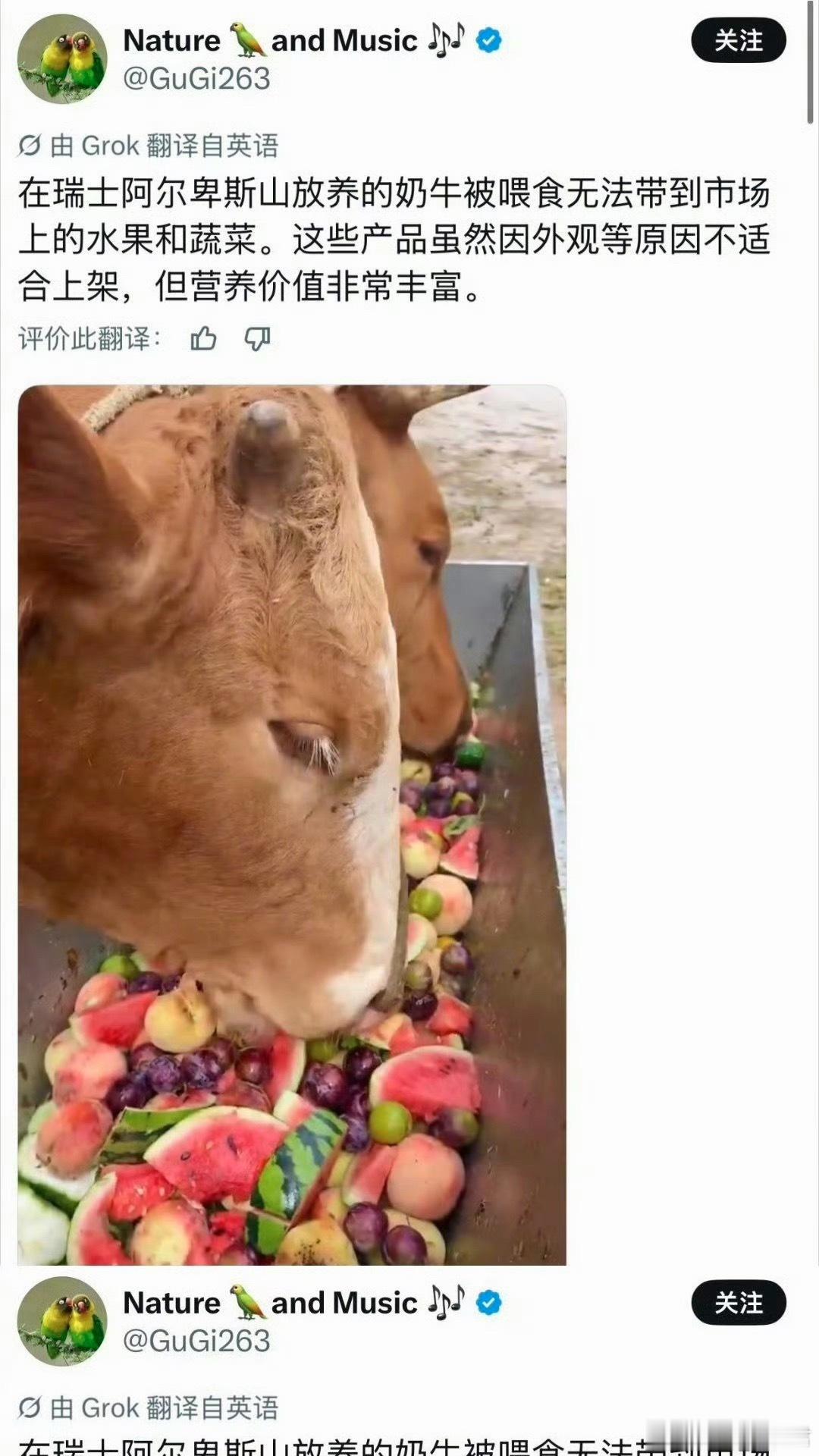 中国喂牛水果视频被冒用牛：你家才在阿尔卑斯山水果：你才外观不适，你才丑偷点东西都