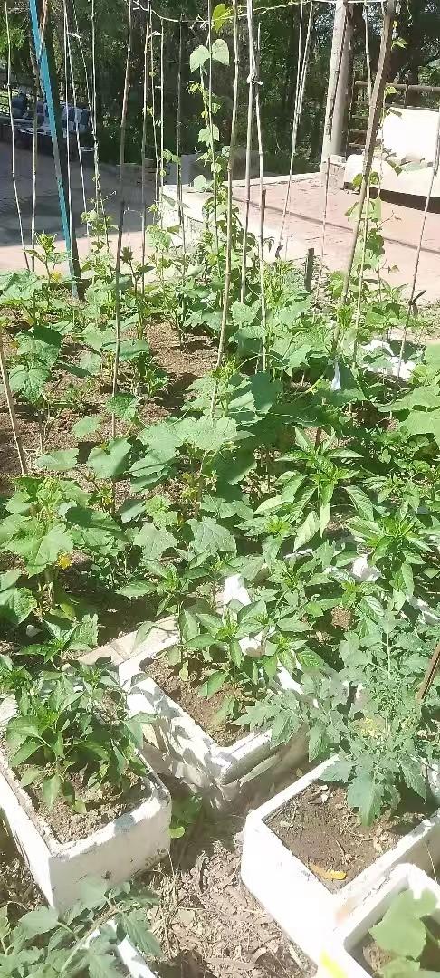 我今天在小菜园里拨草，菜园里的各种蔬菜长的非常旺盛！房前小菜园  蔬菜地里的乐趣