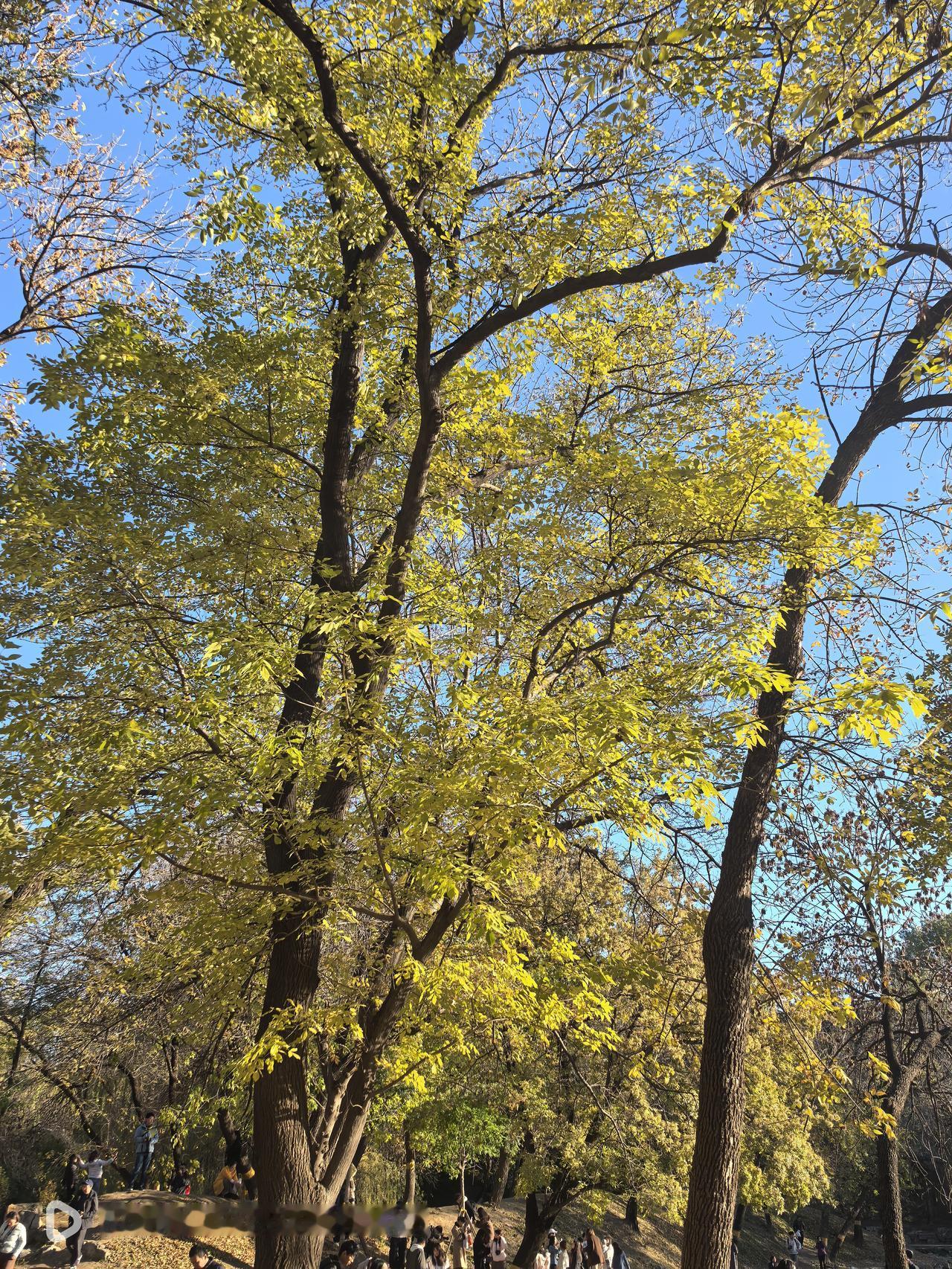 圆明园的秋色渐入佳境，蔚蓝金黄、爽秋残荷，她此刻风采照人！
快去看看吧！马上来的