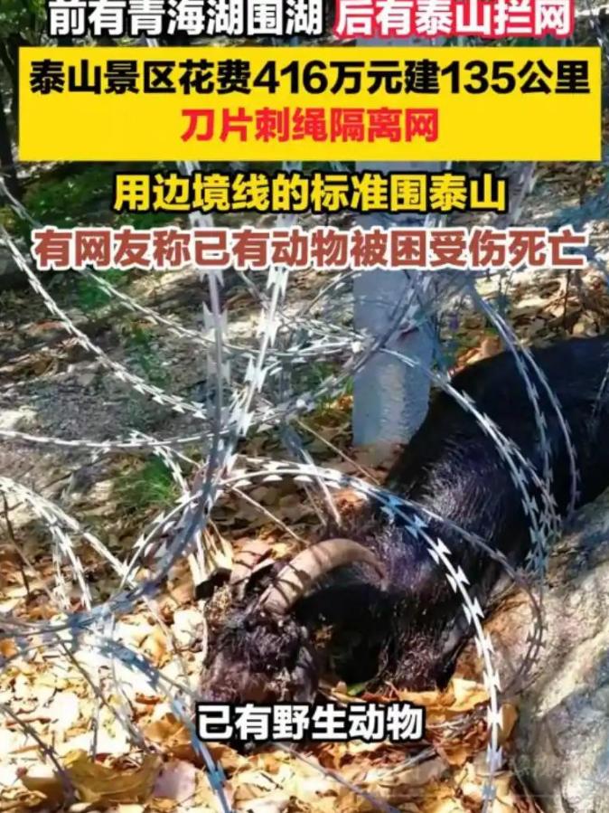 舆论的力量，泰山管委会这次是真真切切领教了。他们大概完全没想到，这一轮的错误会招
