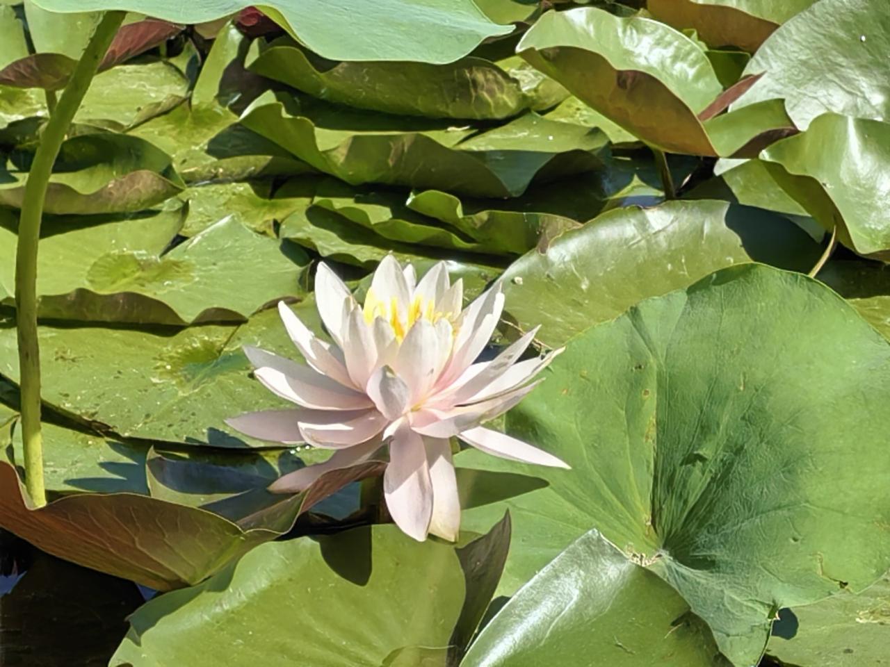 湖中自有莲花开，朵朵花朵伸张来，
好似手捧花朵朵，惊艳路人速自拍。
这诗里的画面