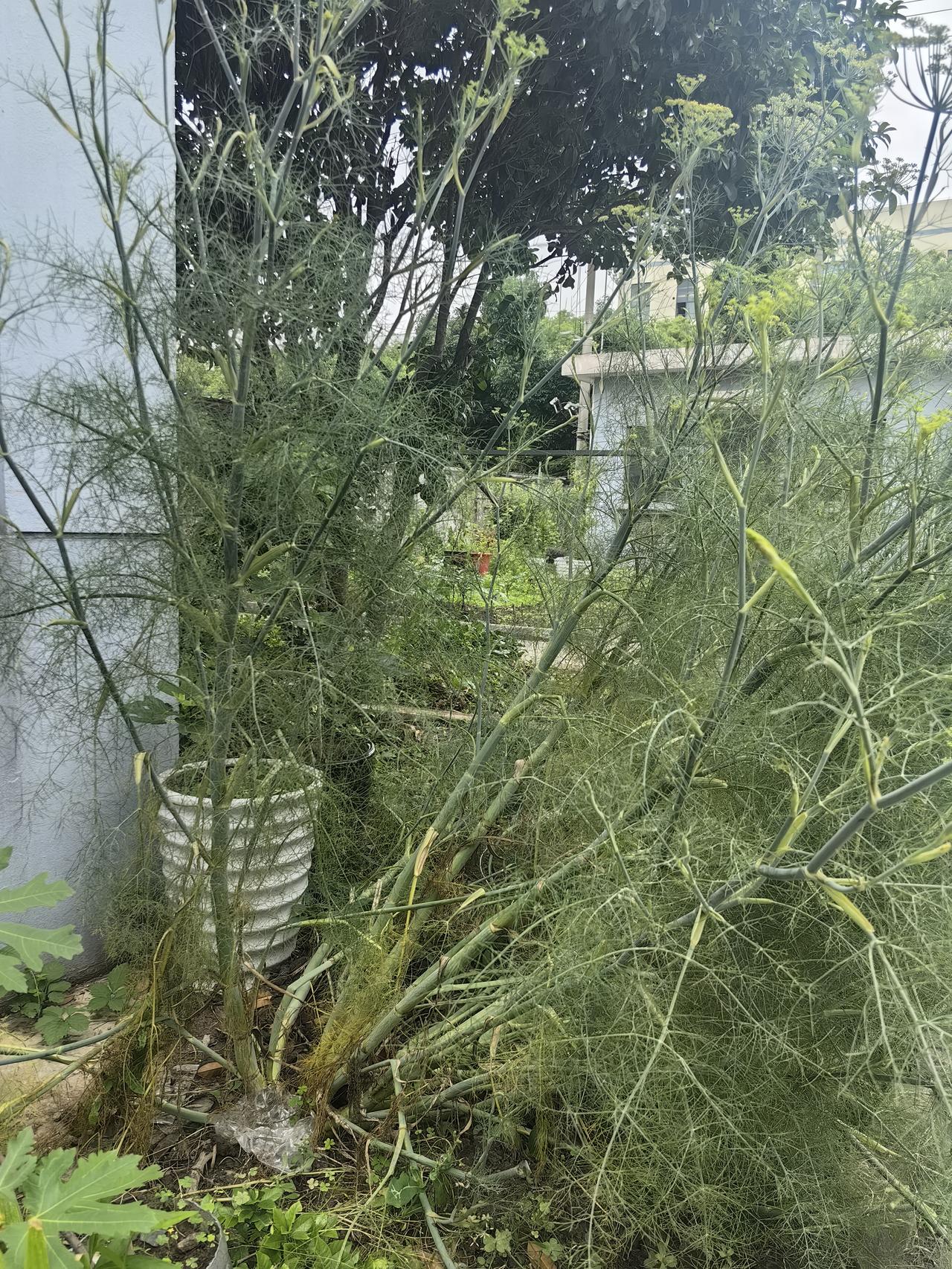 茴香长得太大了，遇到大风就吹倒了。
抽空我得给他固定一下。
真没想到今年这个茴香