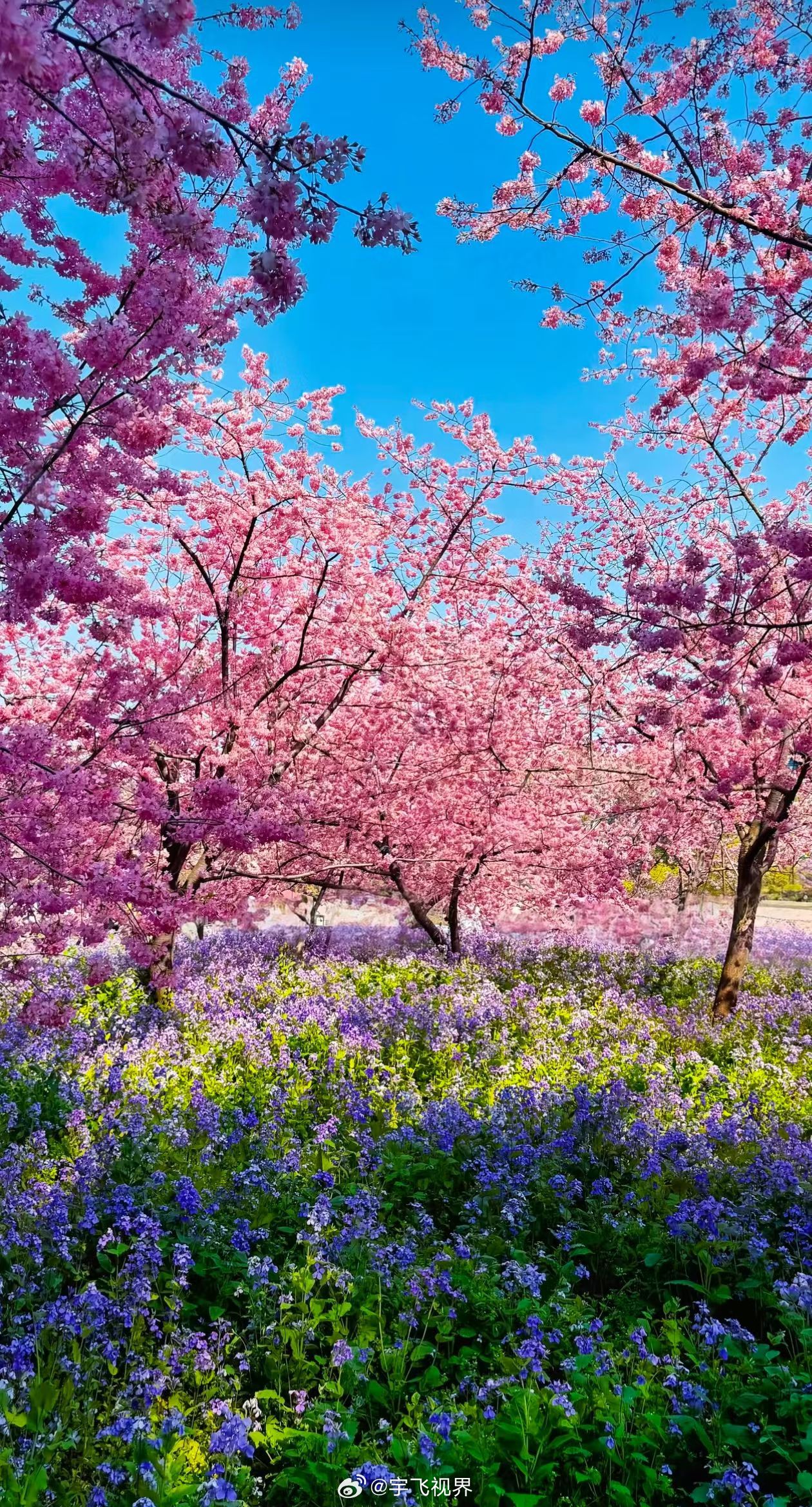 总要来一趟武汉，赴一场樱花之约。春风拂过武大樱道，粉白花瓣簌簌落下，像一场温柔的