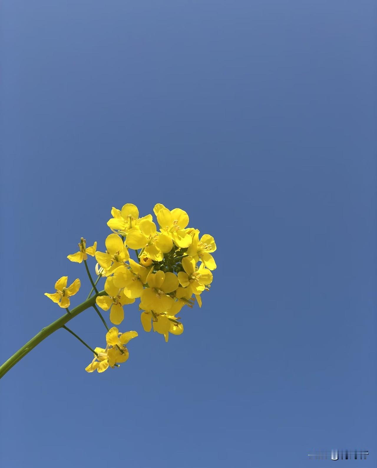 不用赶时间
不用回消息
窝在沙发里
盖着软乎乎的毯子
手机静音
零食在旁
想睡就