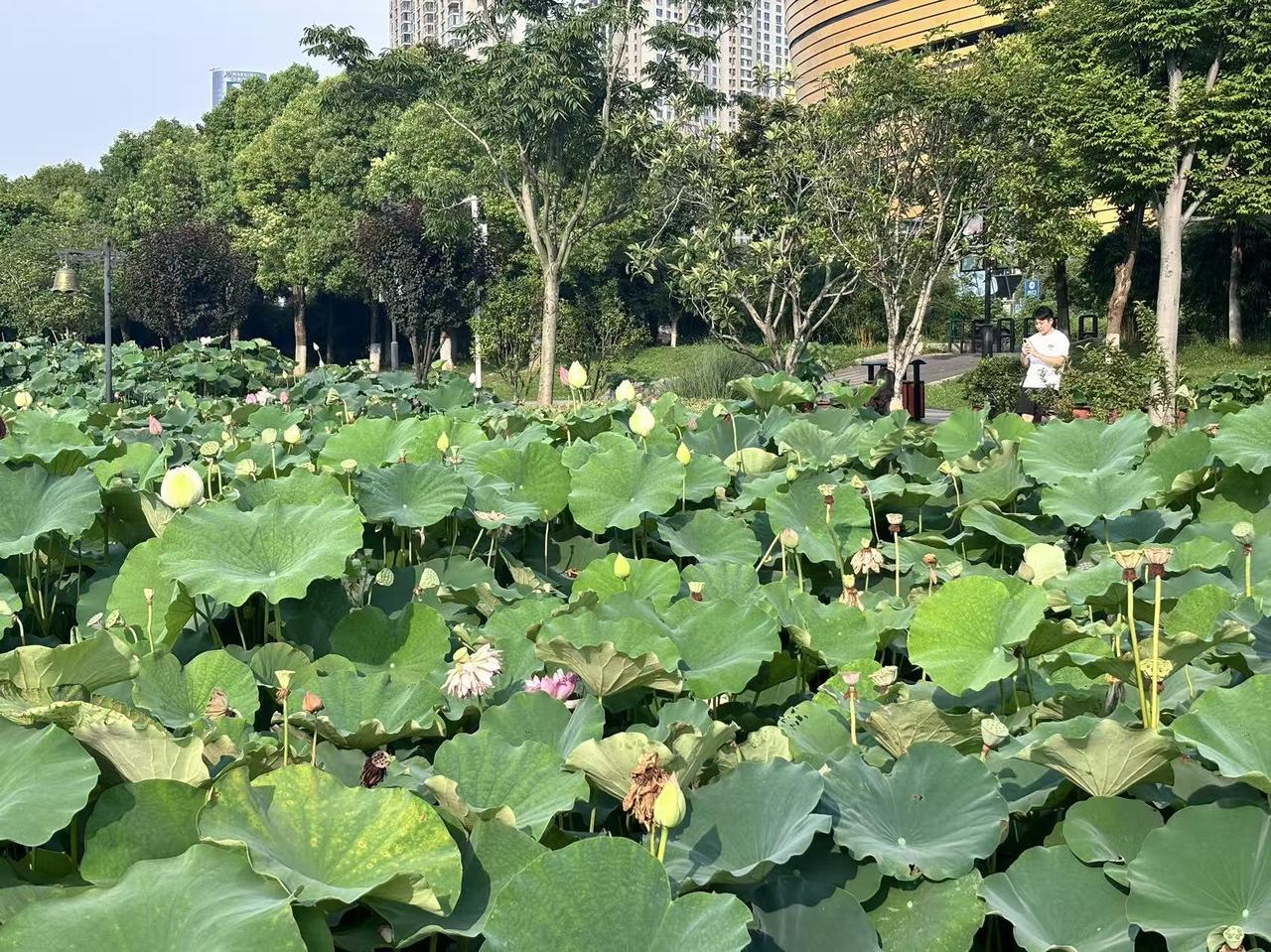 寻找时代笔杆子马上外孙们放暑假了，我的任务越来越重了，每天要做饭他们吃，还要带他