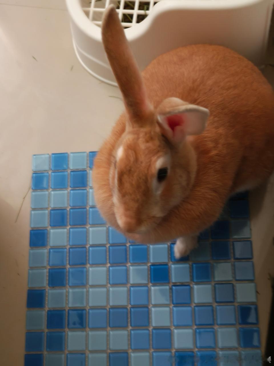 14249🐇【老实】农村兔来了 