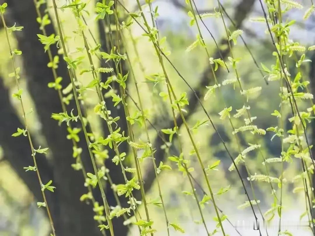 趟过岁月的河流
赶在季节的渡口
没有船和船夫
碧波微漾
云的倩影
在你怀里颤抖