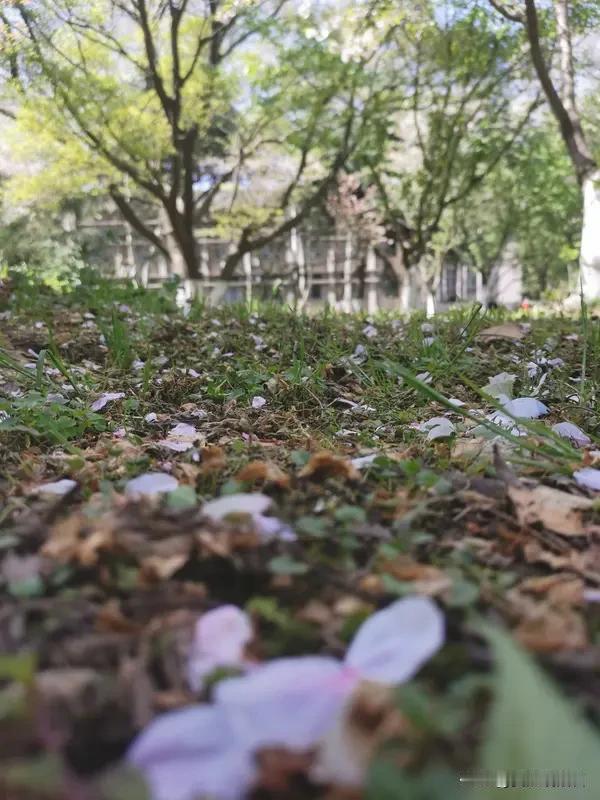 看到“花开花落花无语”这个上联，我觉得“云卷云舒云自闲”是个绝妙下联。花瓣绽放凋