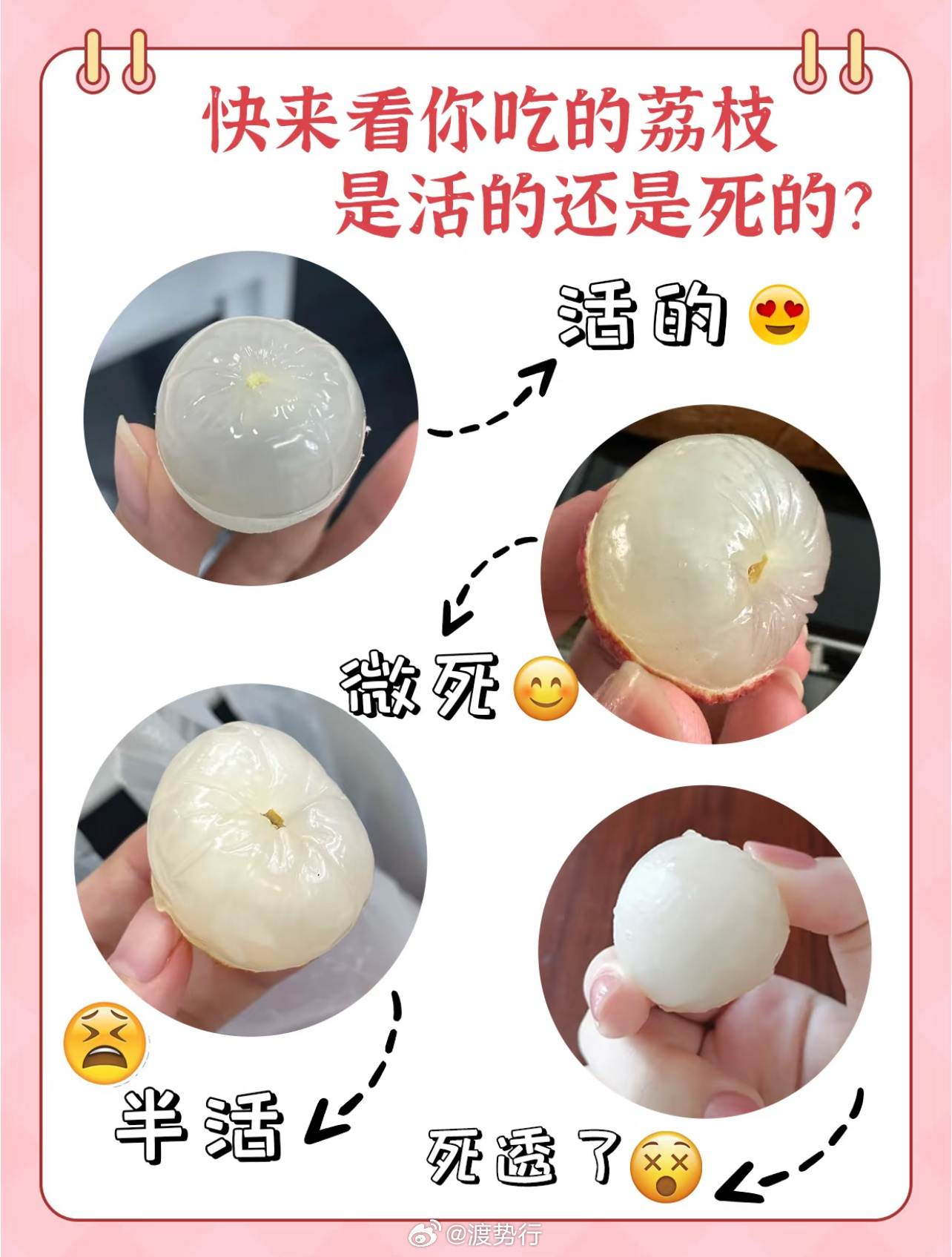 活荔枝 死荔枝⚠️荔枝“生死局”：原来透过果肉真的能看生死！🟢 活荔枝（现摘）