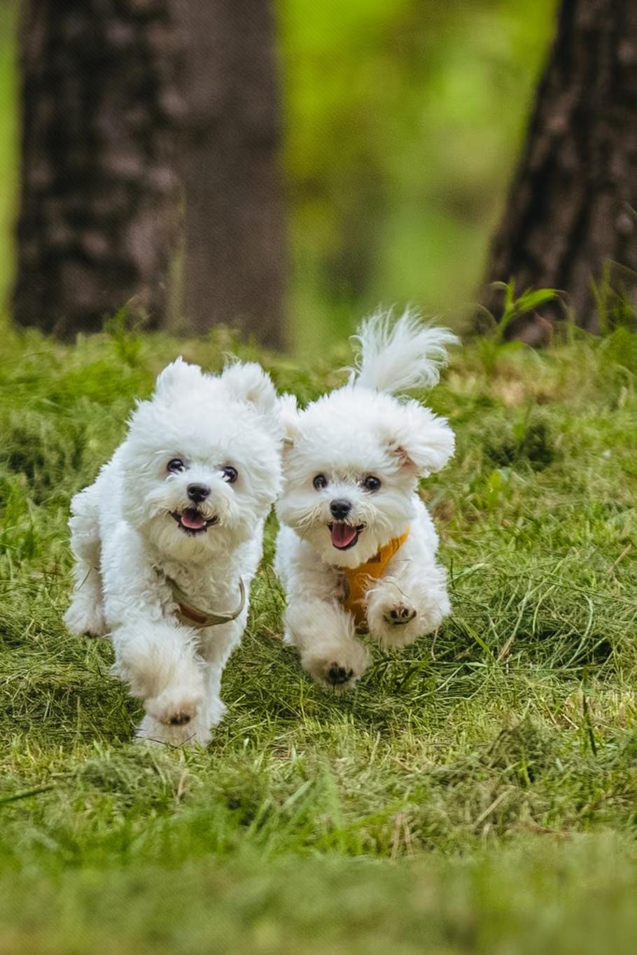 狗狗日常随拍小狗狗快乐是自由奔跑