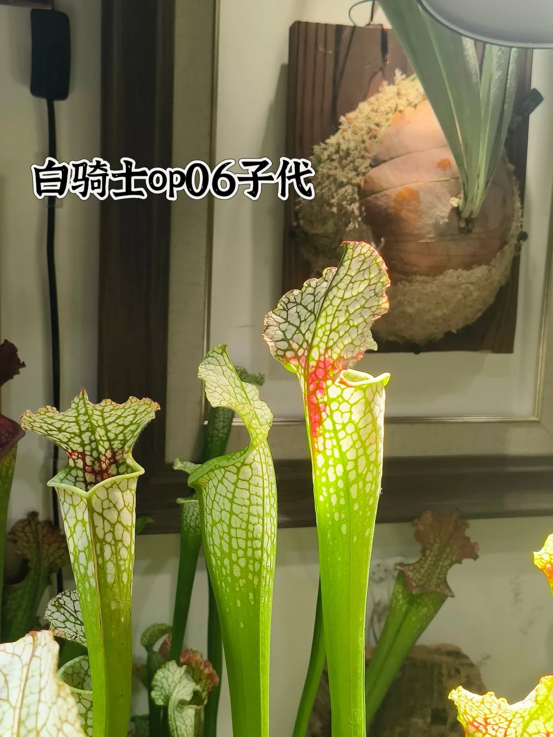 可恶，这么好看的瓶子草为什么发不出去!