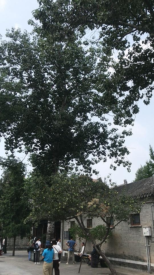 白云观苹果