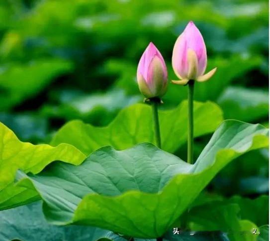 #上联：千朵莲花三尺水，邀请下联#半醉半醒半盏茶