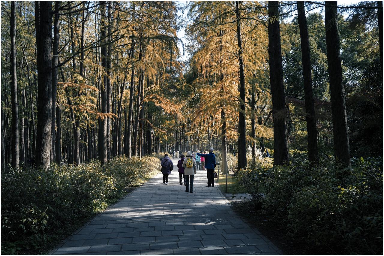 秋天挂在树上。