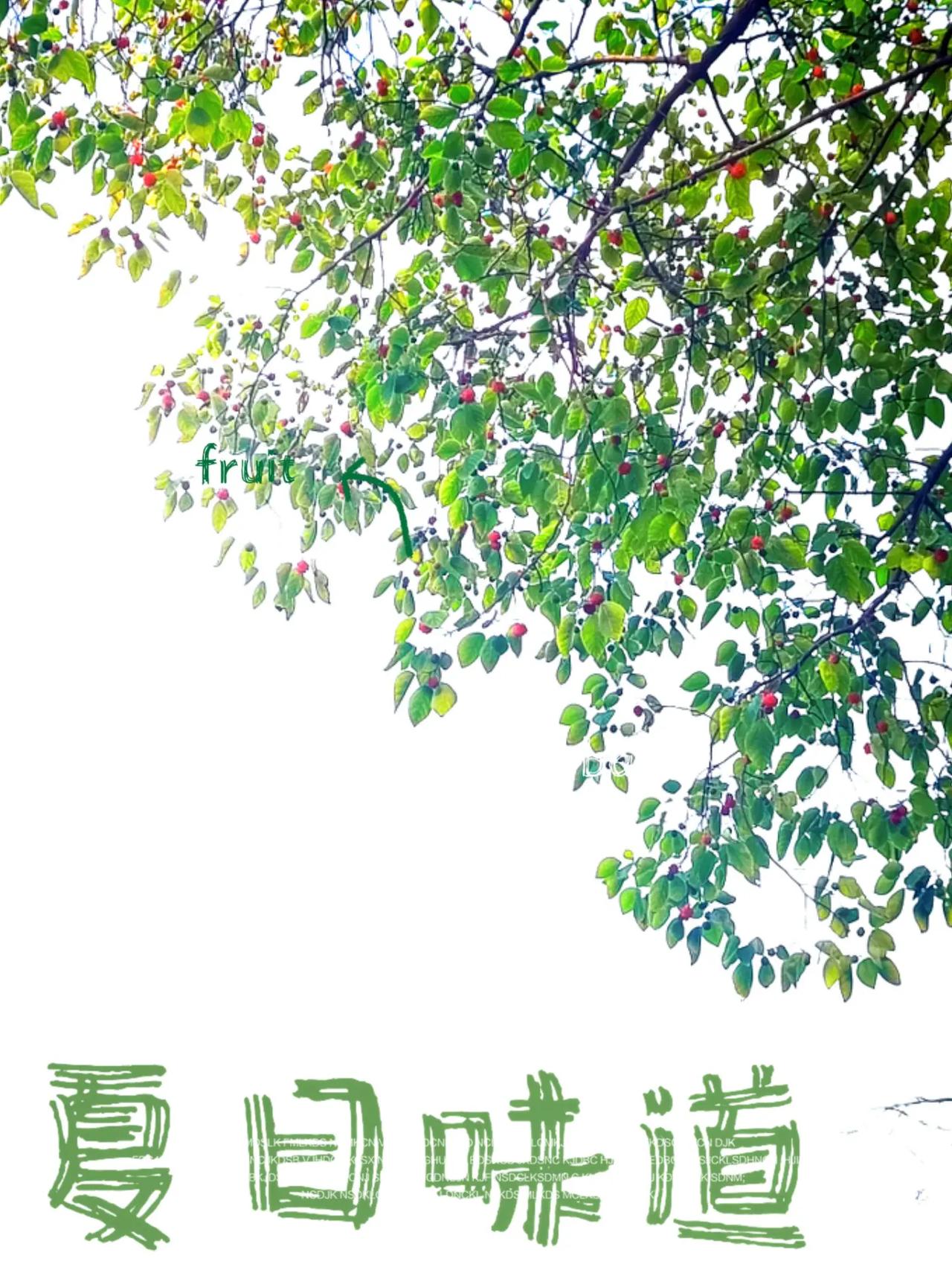 小时候争着抢着吃的东西，现在没有人摘了！估计都没有人吃过只有夏天才有东西小时候很