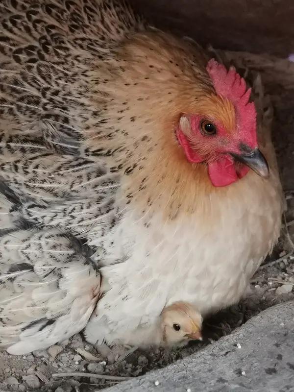 明明是同样的爱，却被贴上了偏心的标签。
藏着许多妈妈说不出的委屈[捂脸]

让我