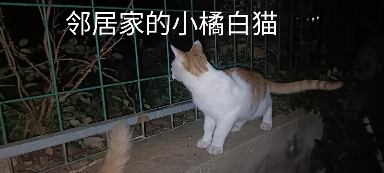 每天晚上我都是先把我家散养的九只小猫喂饱，然后再去垃圾站喂流浪猫，但我家猫还是喜