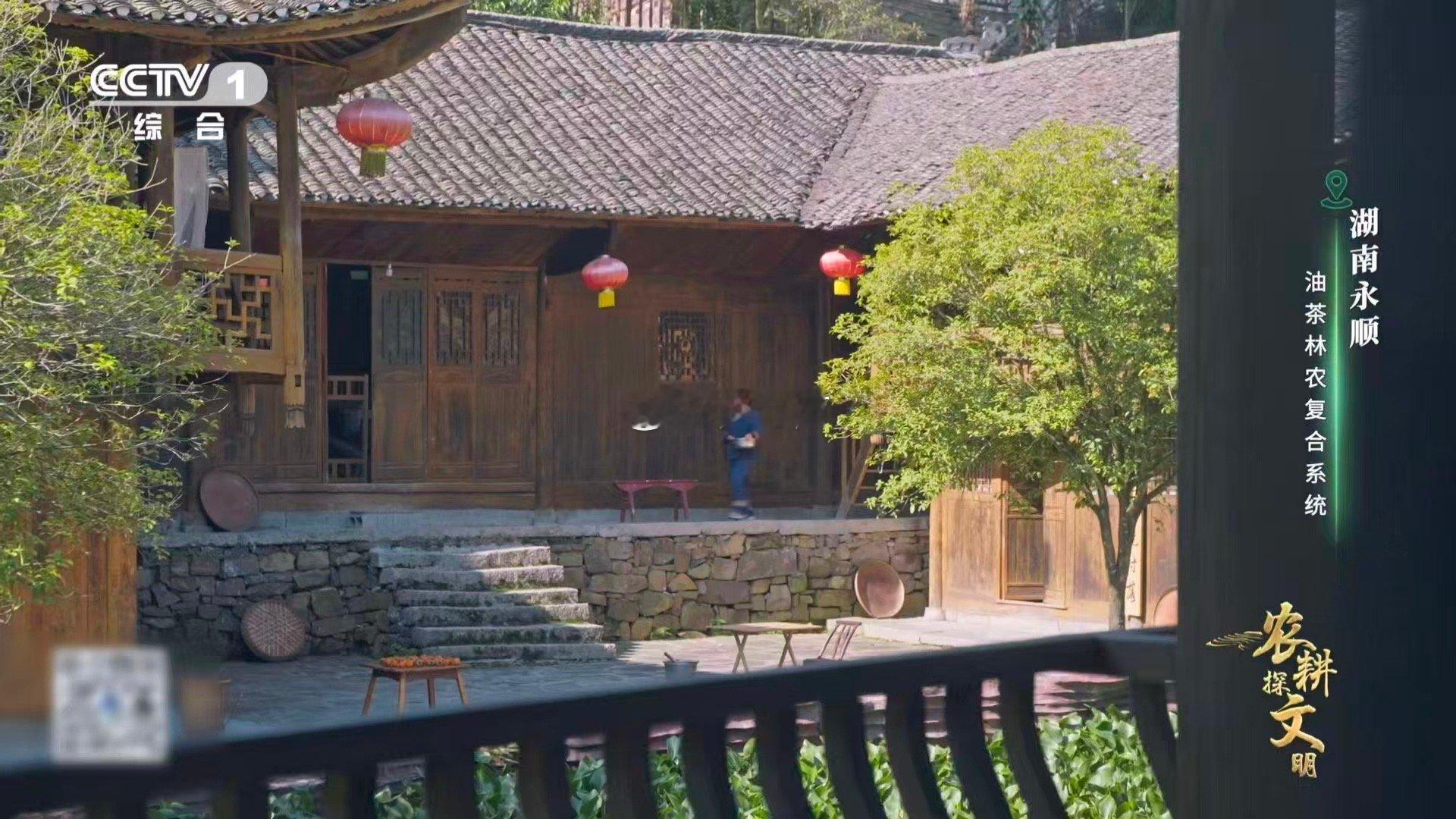 油茶榨干成了洗头神器 一树油茶，双重馈赠！茶油让饭菜飘香，茶枯让秀发清爽。从田园