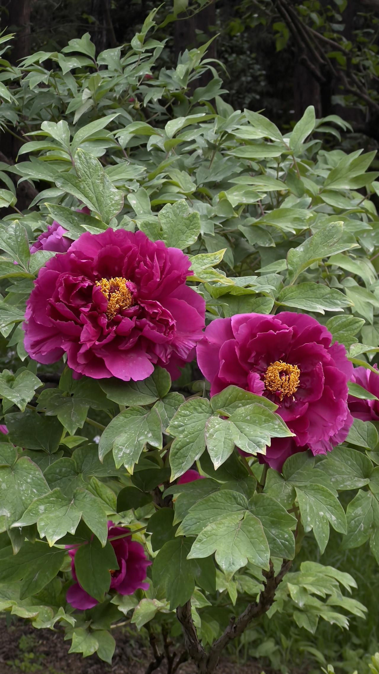 春天到景山公园赏牡丹，简直是一场视觉盛宴！景山公园的牡丹品种繁多，像姚黄、魏紫、