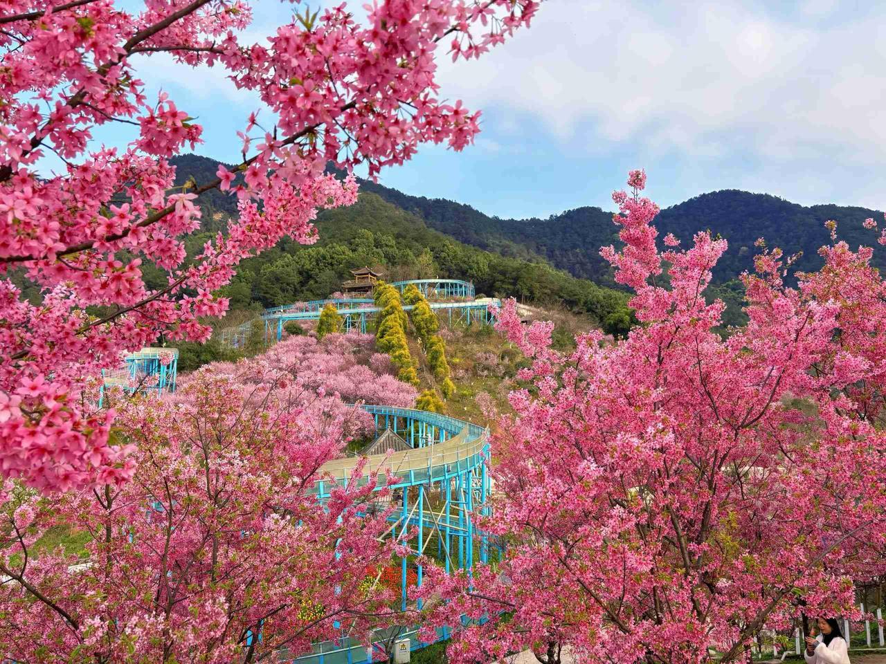 春风有信，花开有期。在匆匆的时光里，我愿做个看花的人，不急不缓，只闻花香，不谈悲