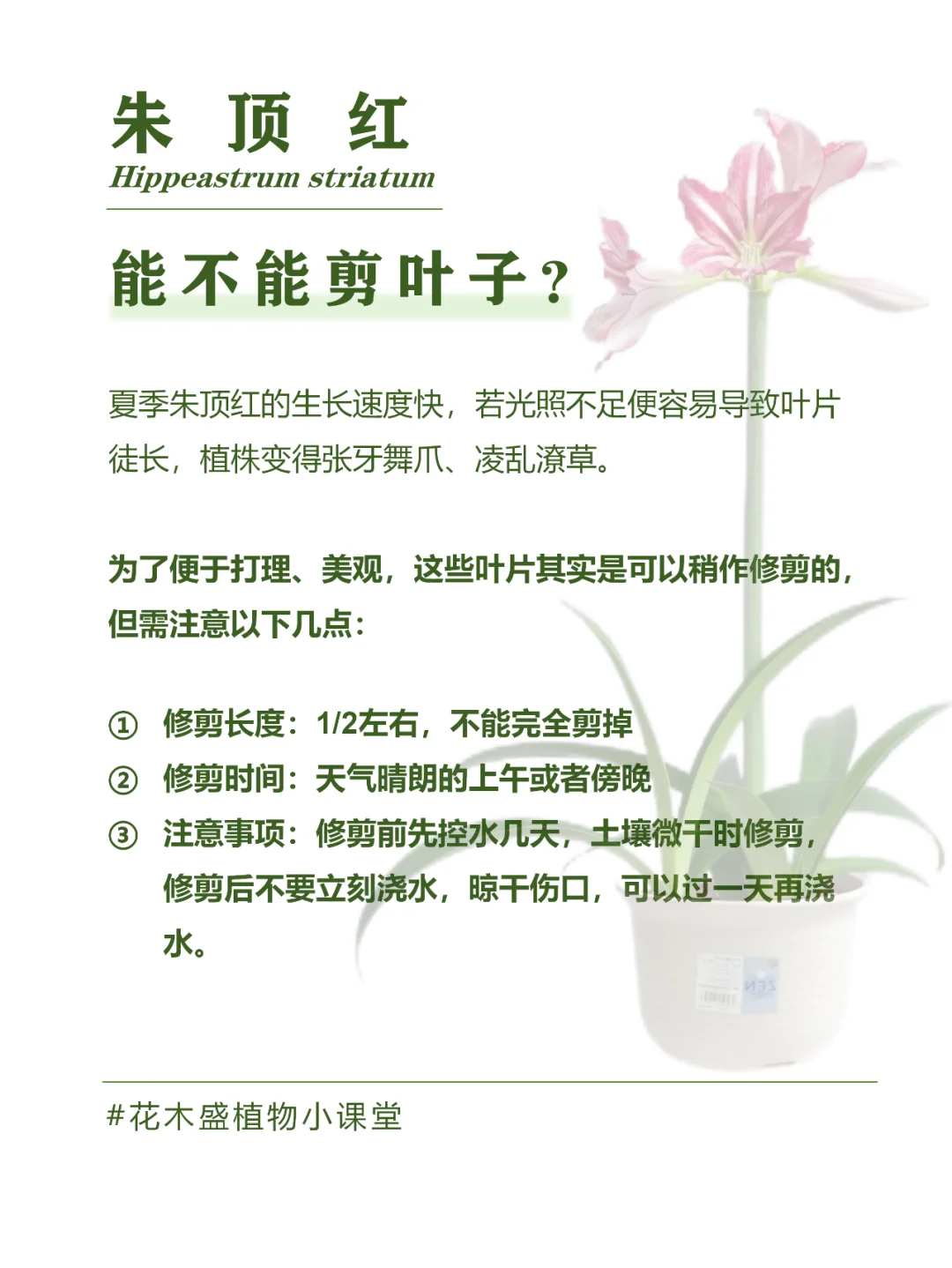 朱顶红夏季养护指南❗爆花又爆崽😍
