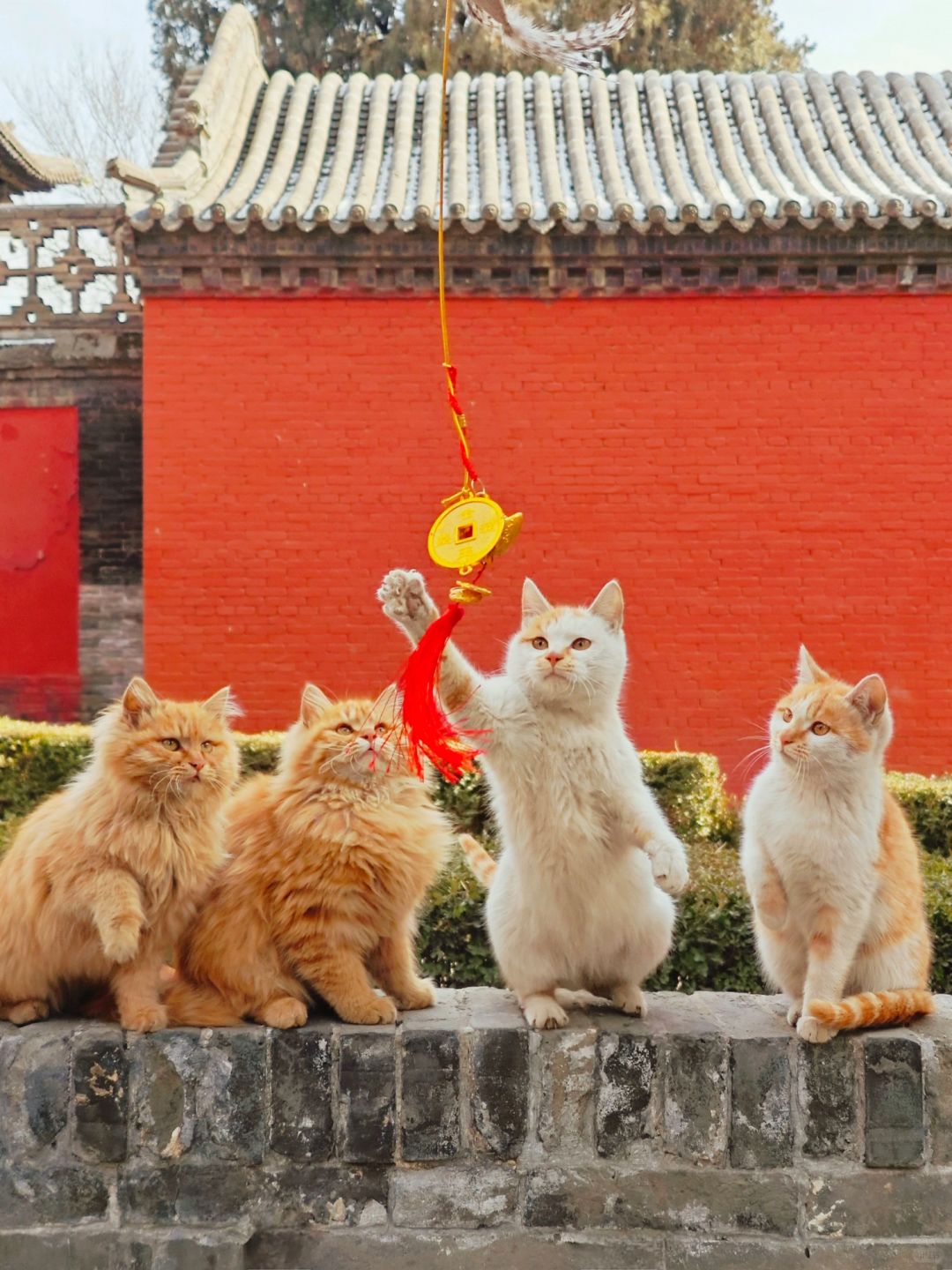 红红火火闹元宵
