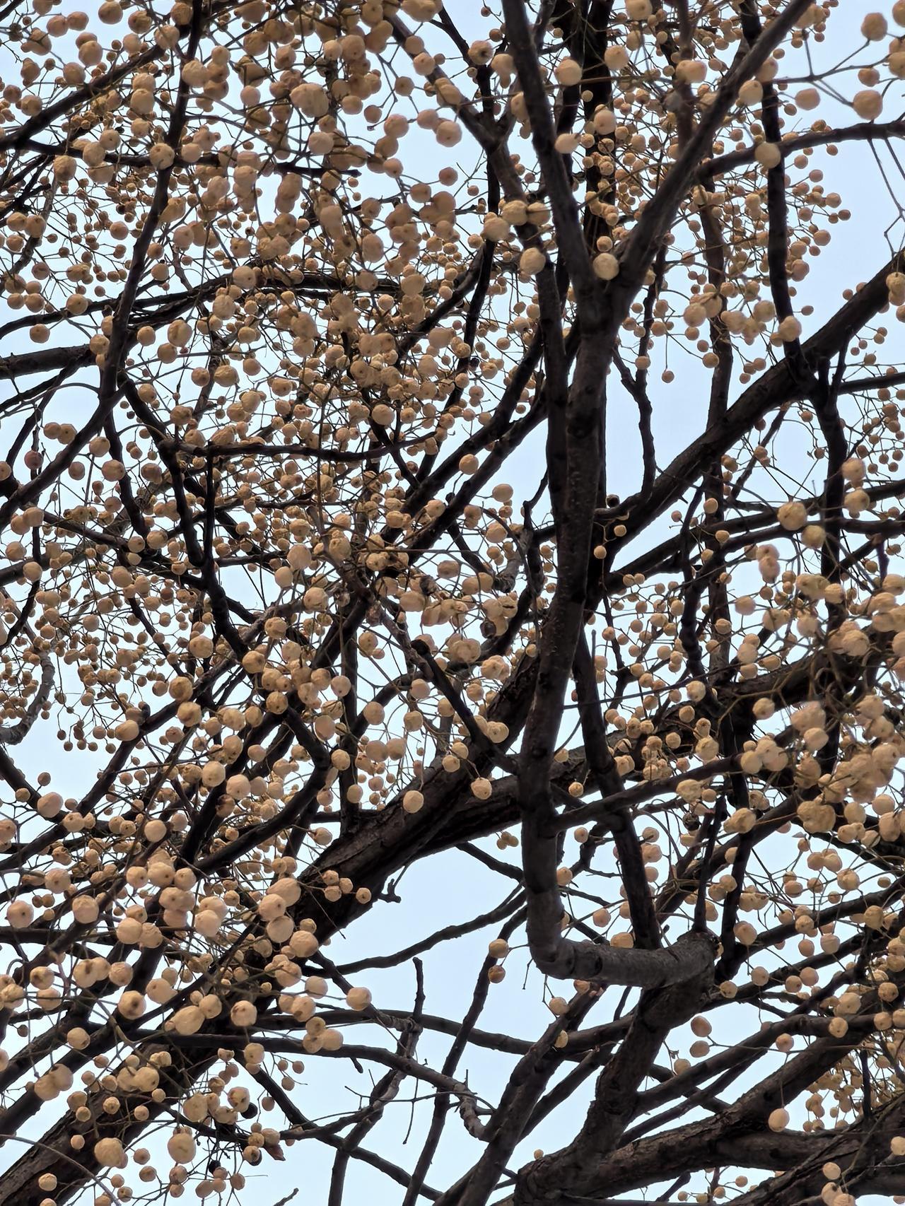 大家看看是啥树，有认识的吗？