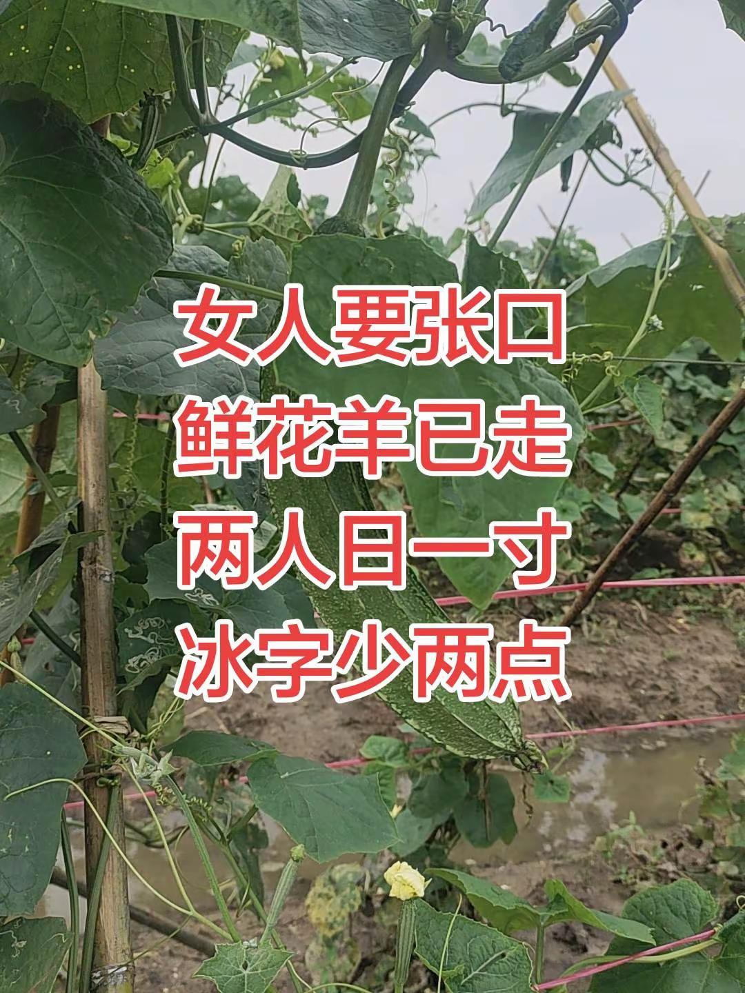 猜字无公害丝瓜 涨知识