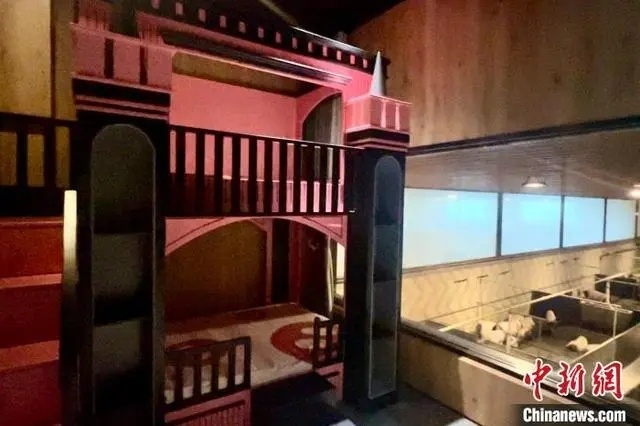 【住一晚8888元，“猪景房”为何能卖这么贵？】#猪景房一晚8888元#住过海景