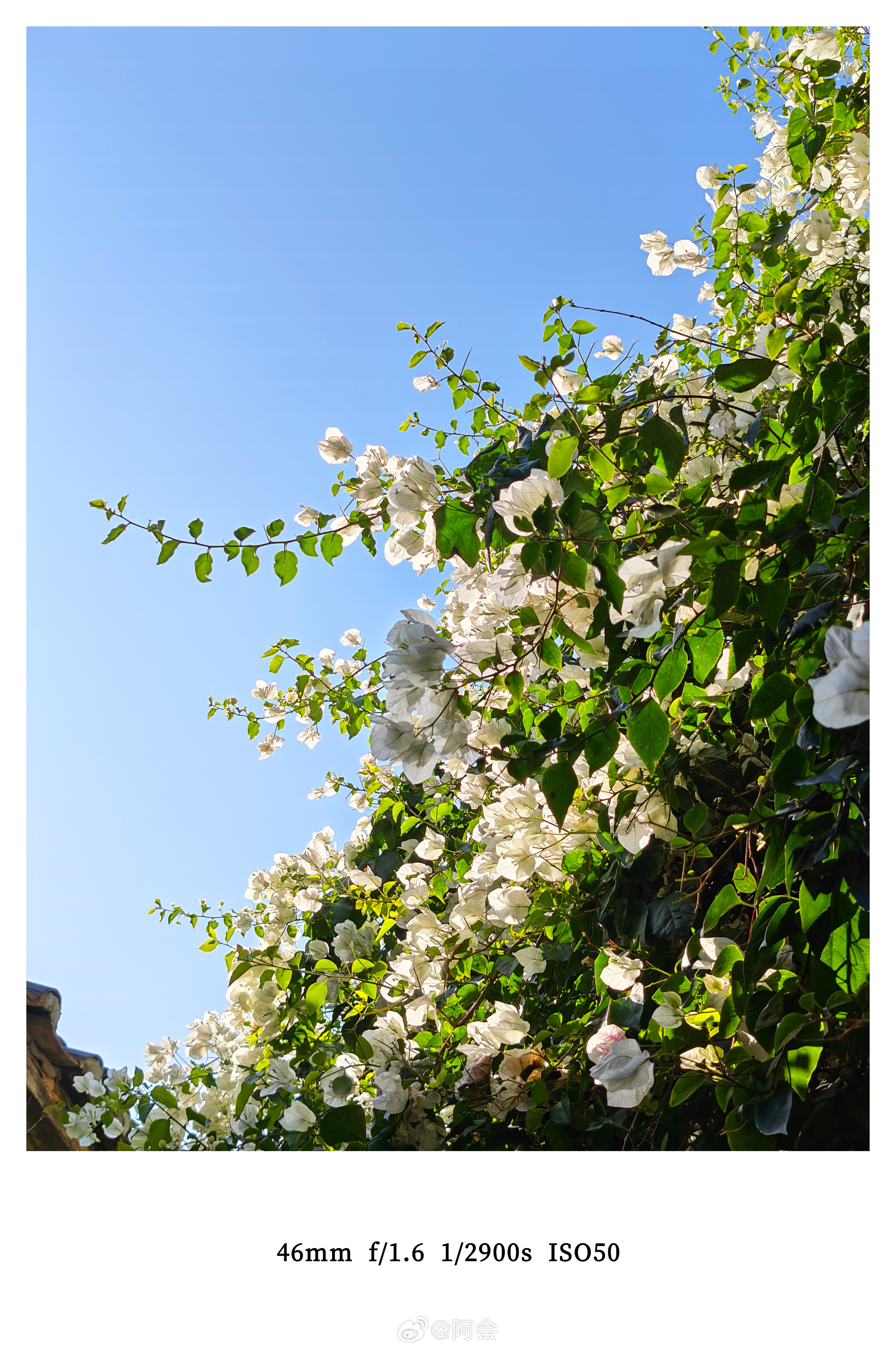 带荣耀Magic V6看花来了~ 