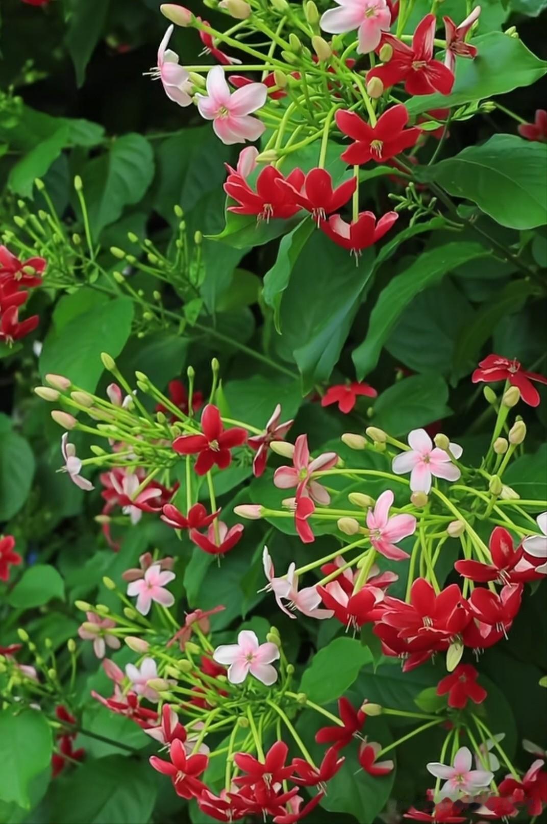 🌸 会“变色”的使君子！白→粉→红，一树三色超梦幻～
花语“身体健康”，还能驱