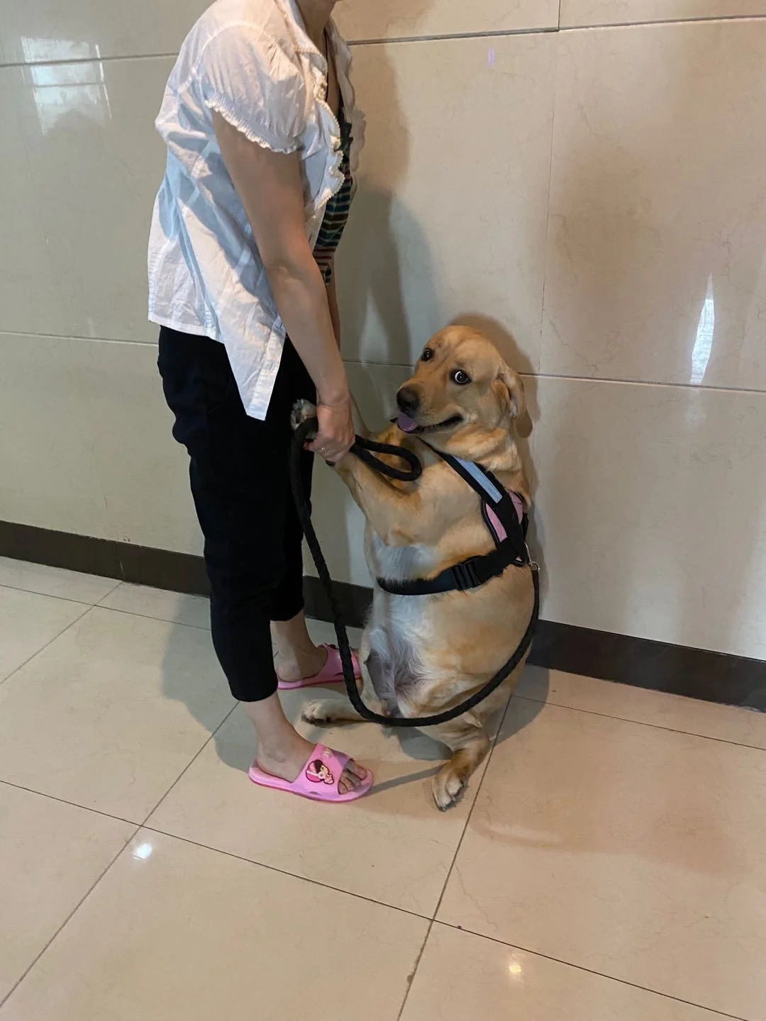 穿搭简单，脸就不简单，小狗不穿衣服不出门