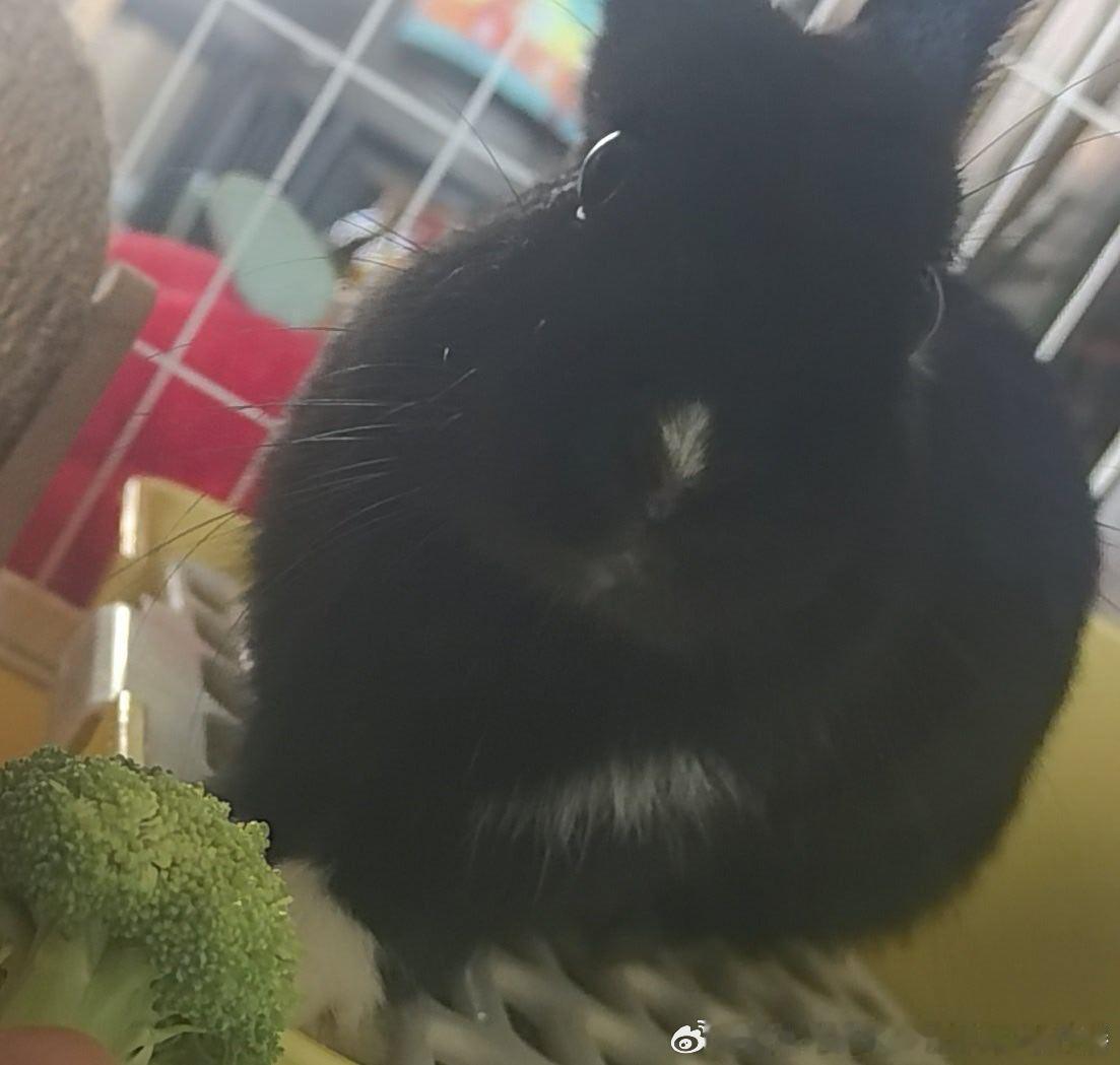 14316🐇【斗鸡眼】你可不可以跟我说你特别特别爱我呀 
