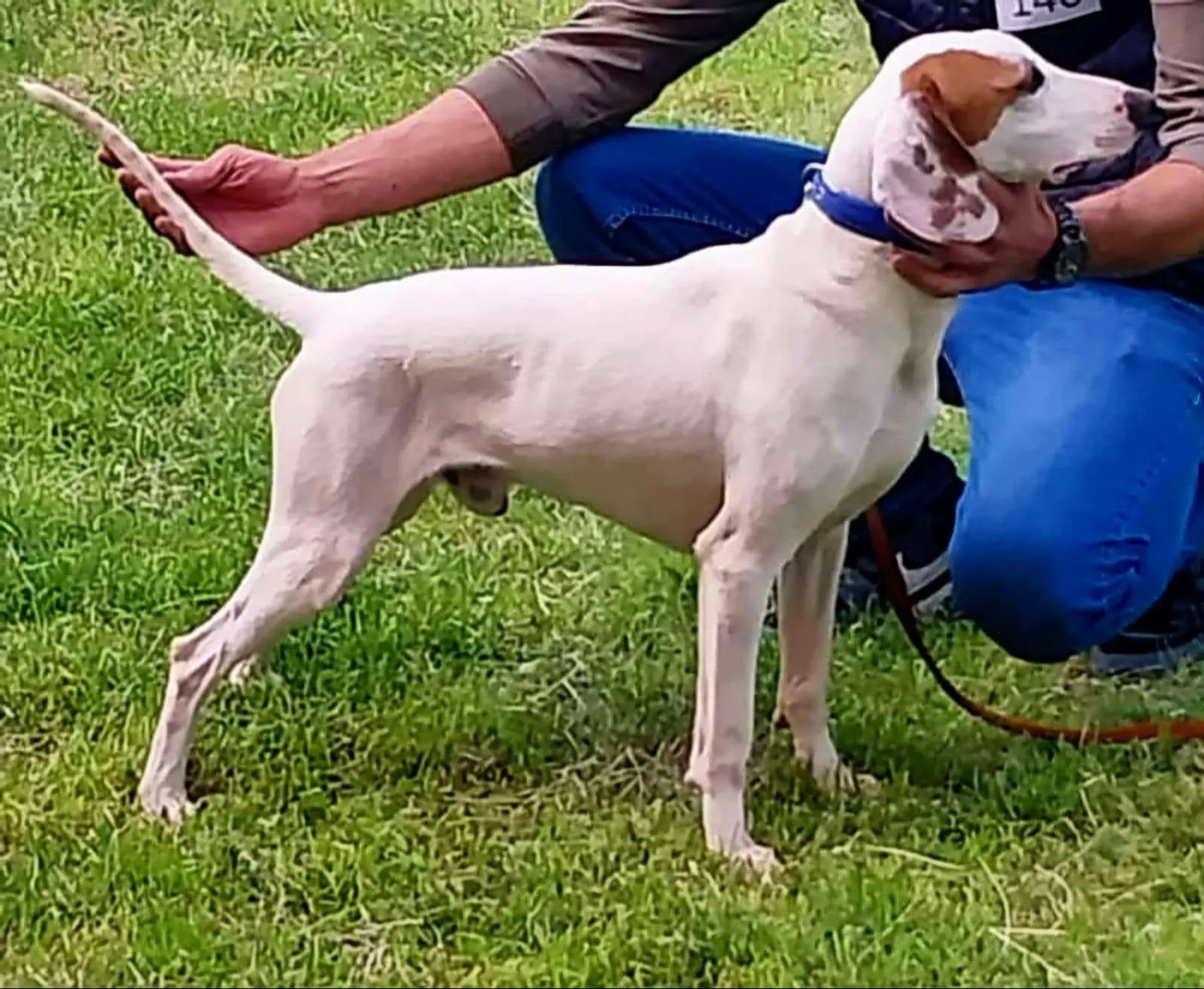 伊斯特拉猎犬