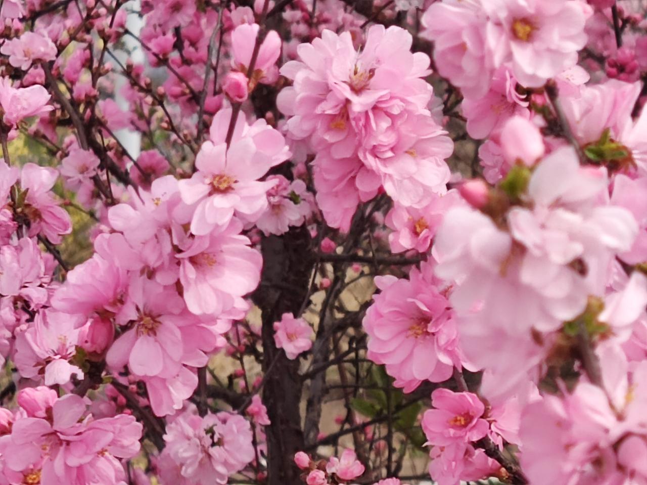 素老三在头条写文章是感情投入、时间投入、灵魂投入、热爱投入。
最近我读了大网红素