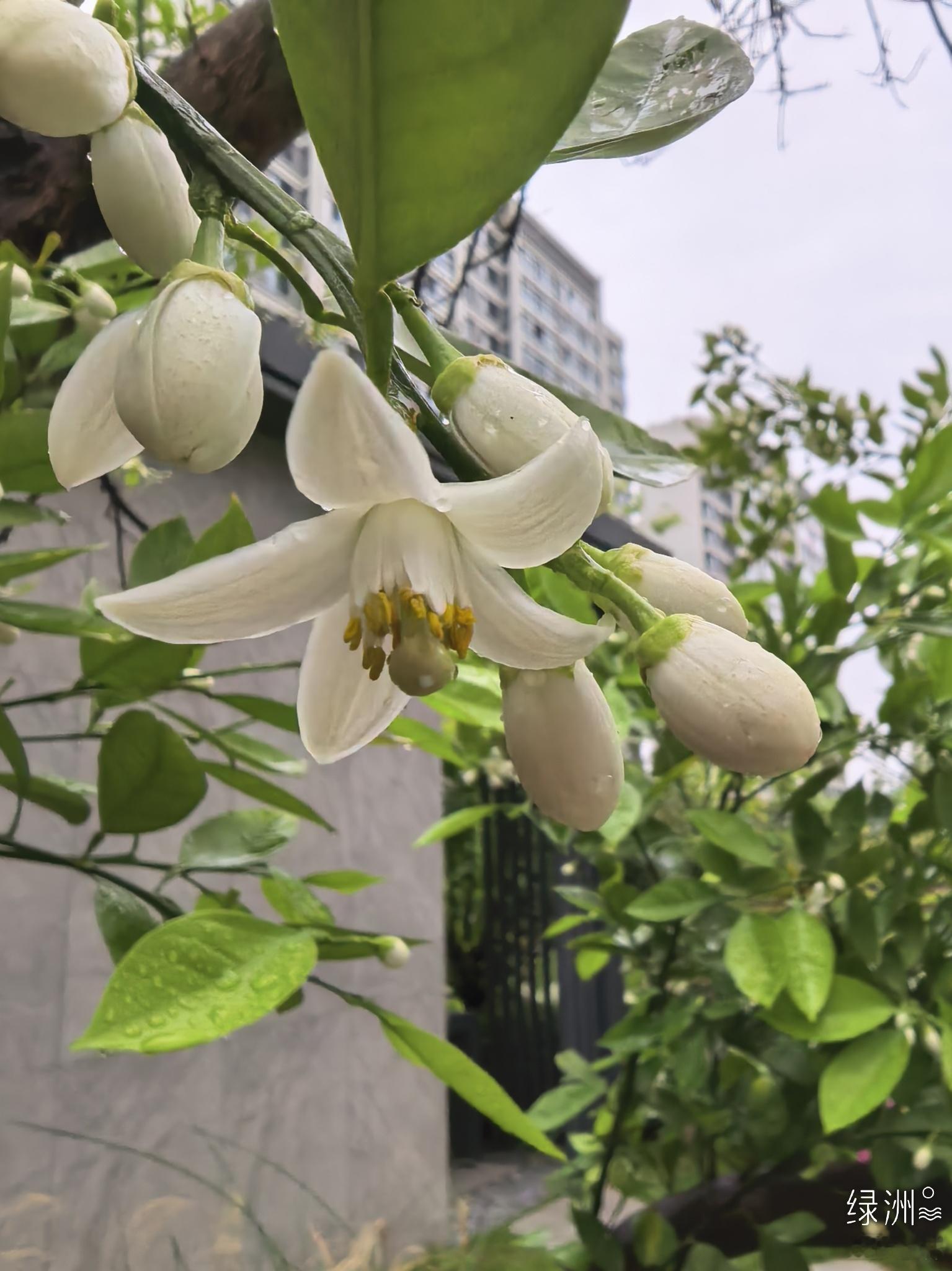 桔子🍊＾ω＾树开会了 桔子🍊＾ω＾开花了 绿洲