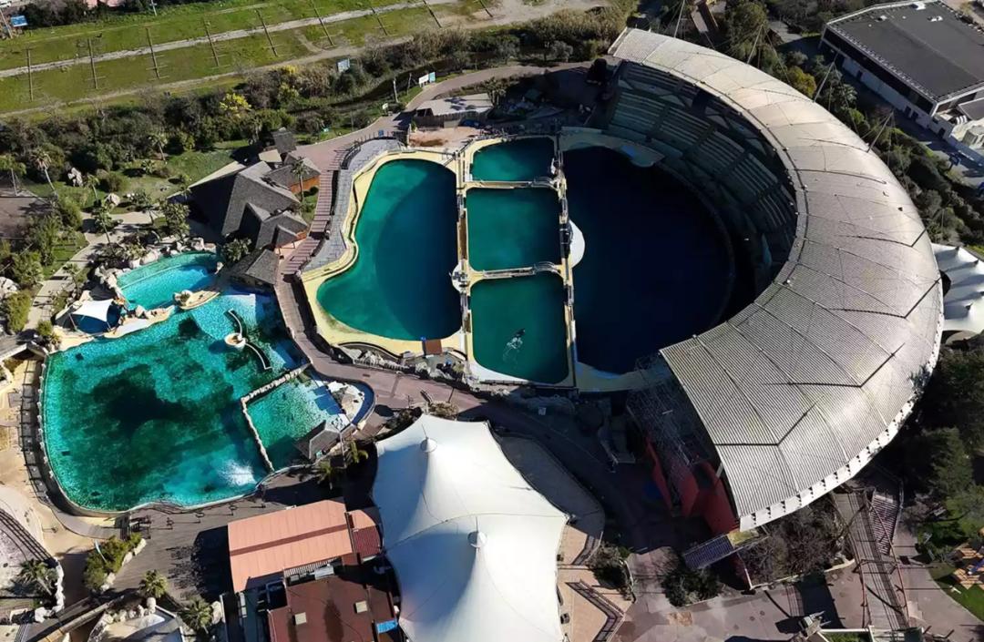 虎鲸母子被困废弃海洋公园，无人机拍到濒死“起舞”引全球愤怒！