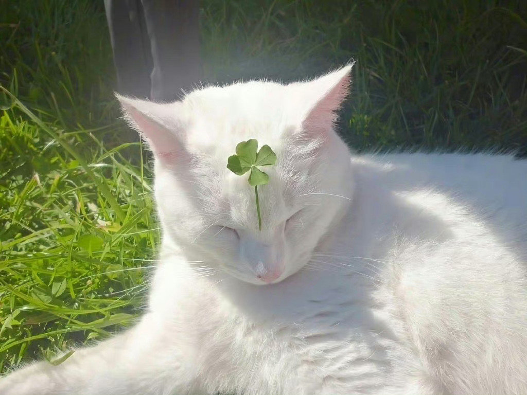 遇见头顶四叶草猫咪，好运向你扑来 