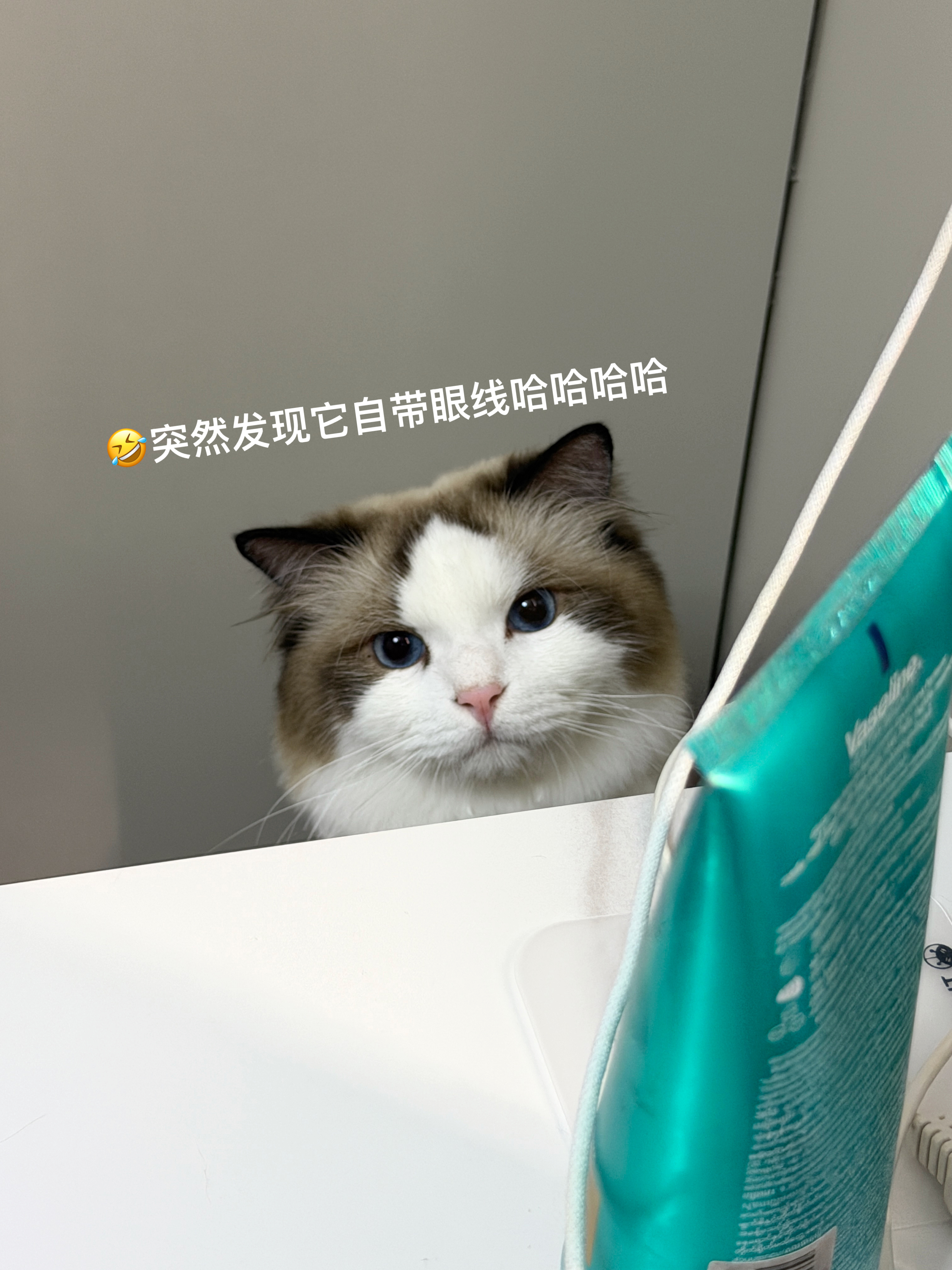 🐈 