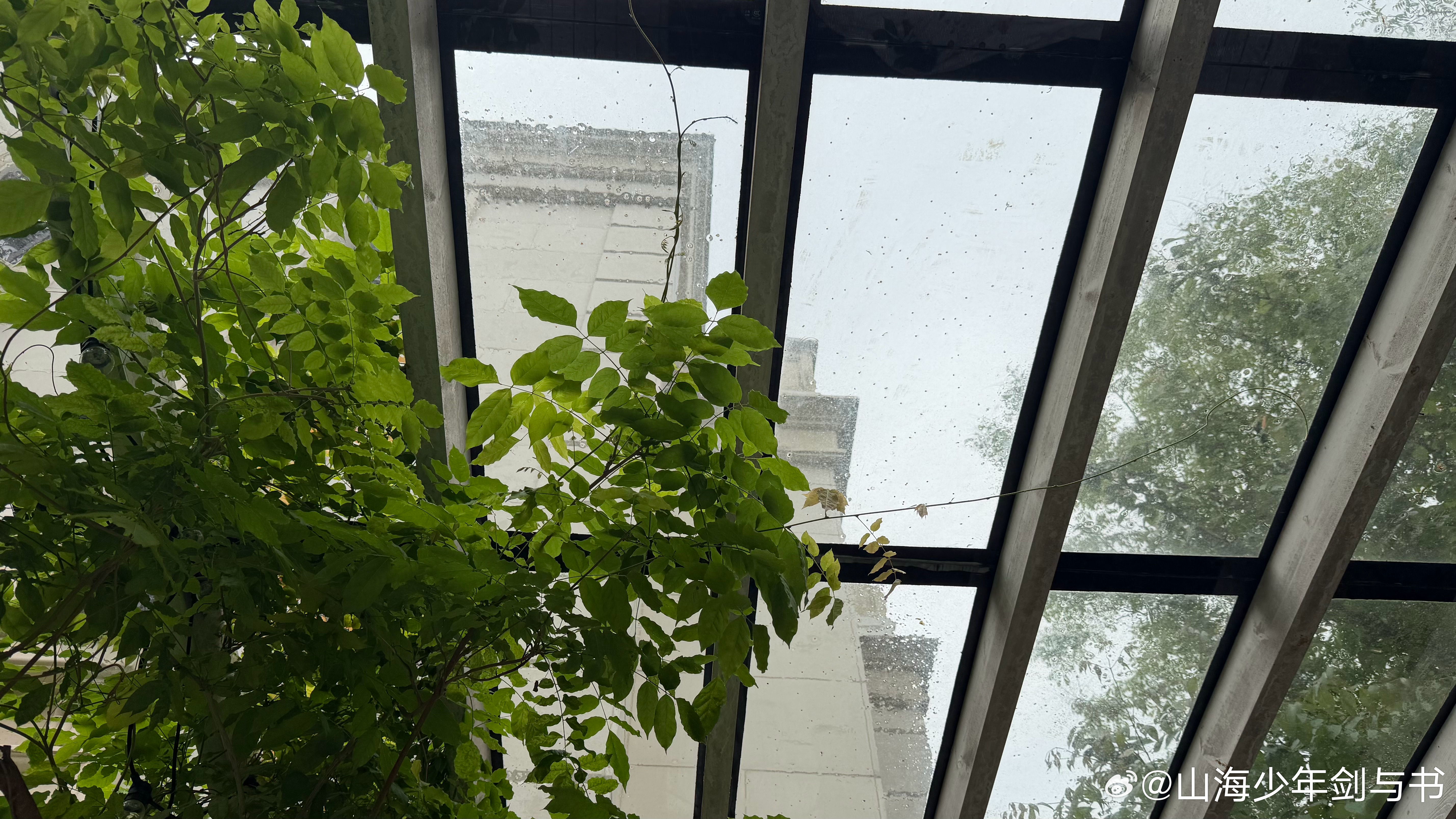 坐在亭子里听雨。以前总漏雨，抹过防水胶，过一年风吹雨打日晒，又开始漏。最后是鲨鱼